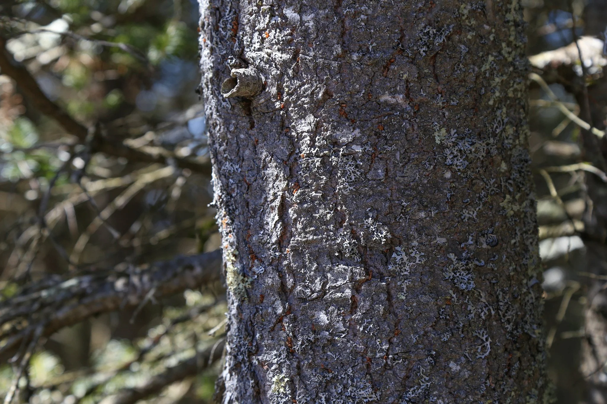 Catskills, Balsam Lake Mountain Fire Tower Hike