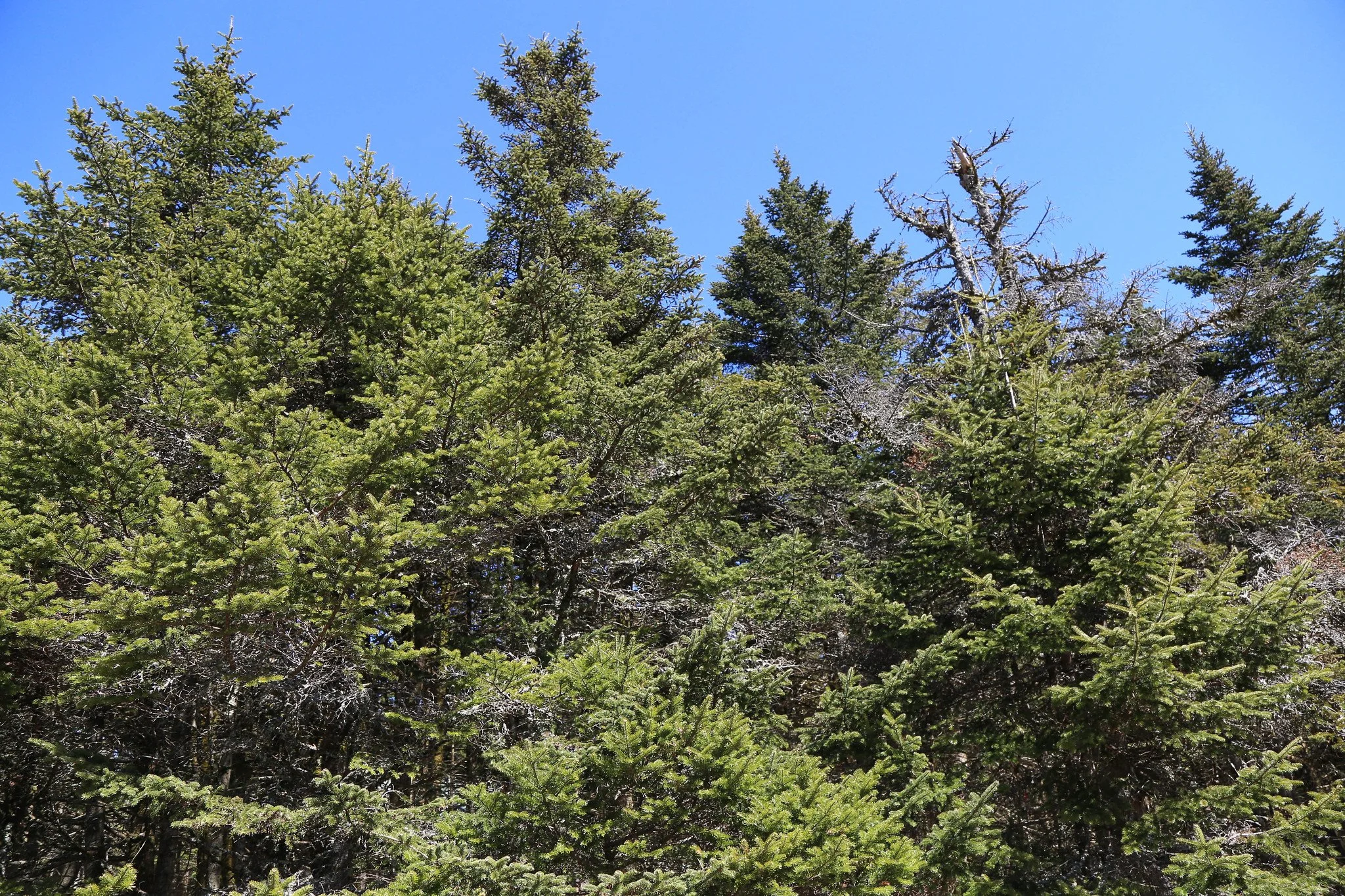 Catskills, Balsam Lake Mountain Fire Tower Hike