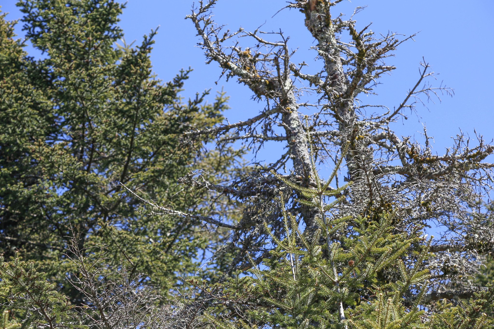 Catskills, Balsam Lake Mountain Fire Tower Hike