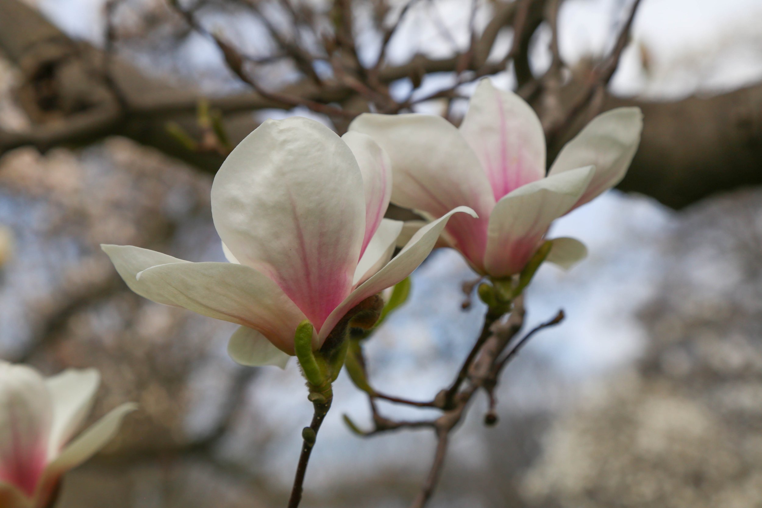 New York Botanical Garden, April 4, 2026