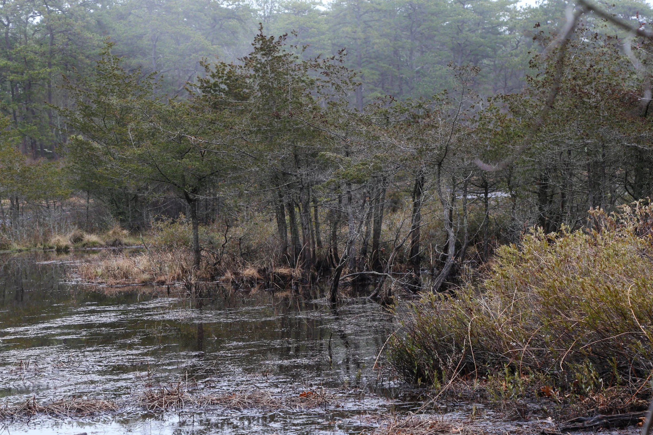 Long Island Pine Barrens, Sears Bellows County Park, April 5, 2026