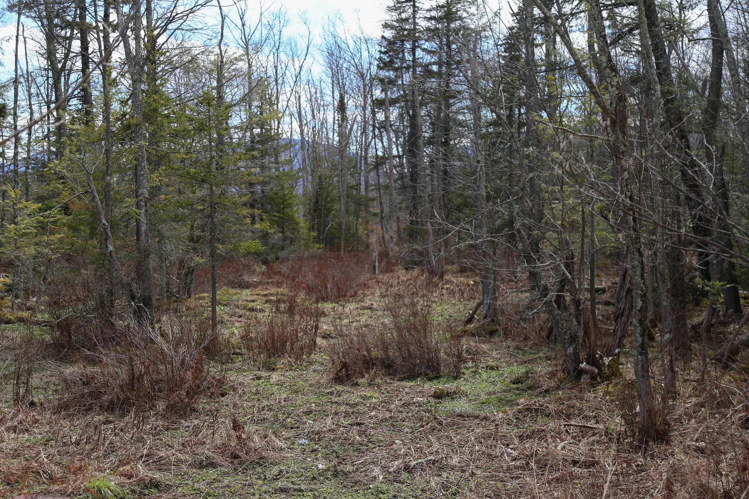 Mountain Top Arboretum, Tannersville, NY, Catskills, April 7, 2026