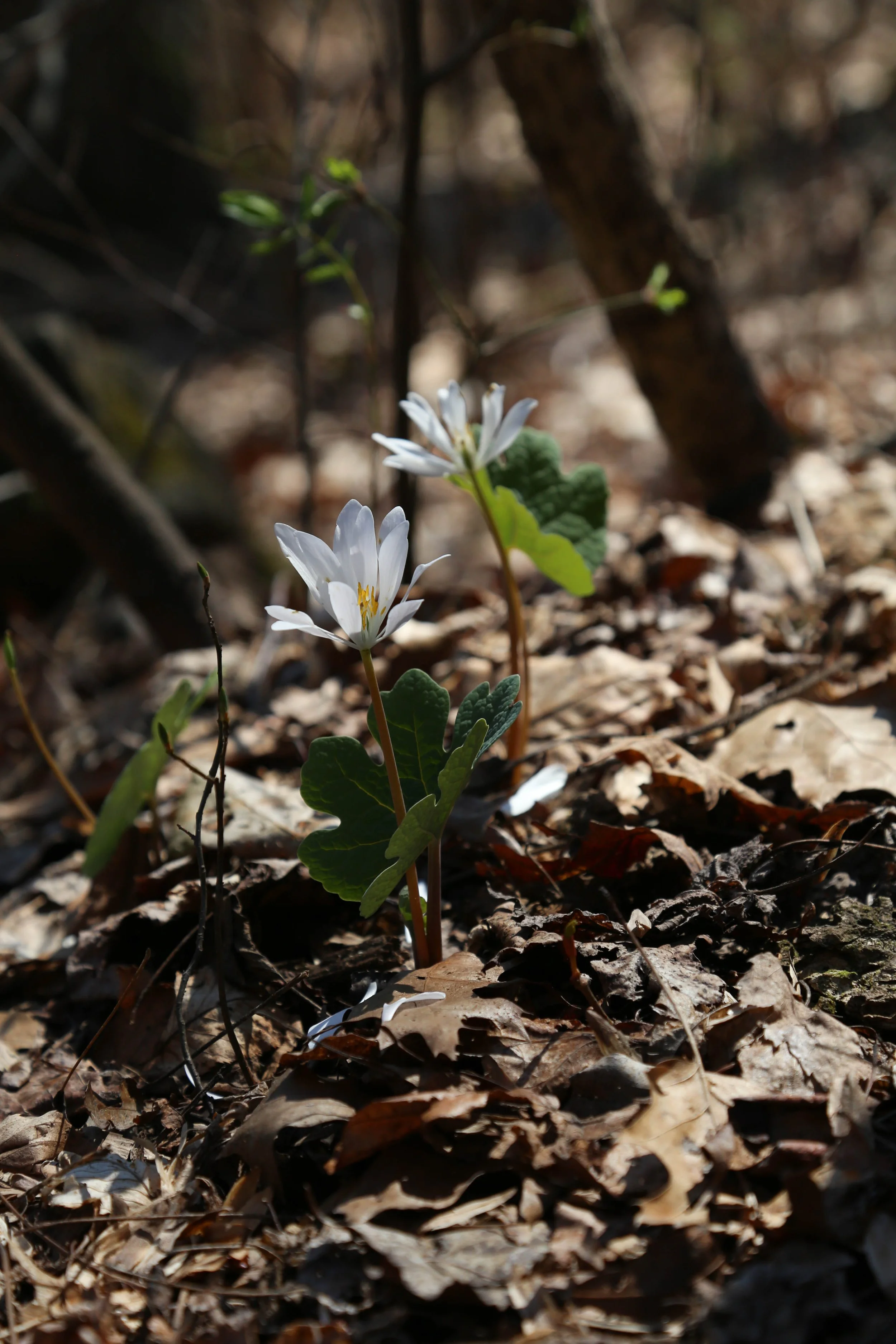 Spring Morning at Mariton Wildlife Sanctuary, April 12, 2026