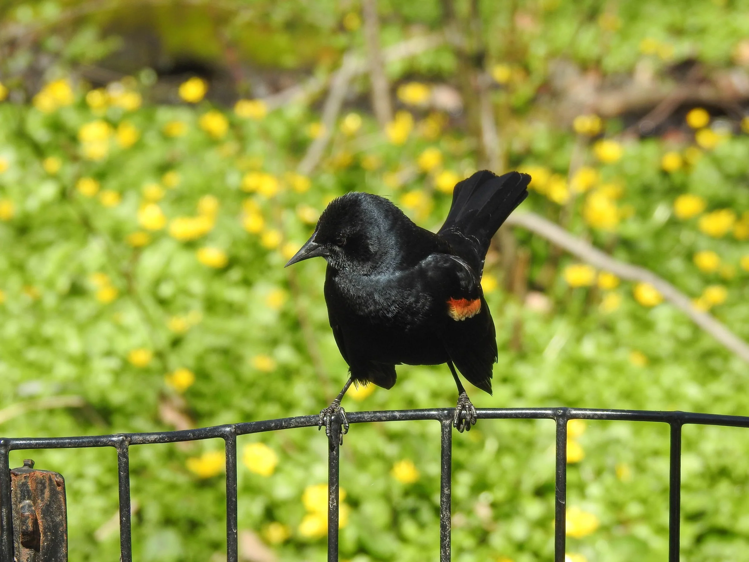 Red-winged Blackbird, Agelaius phoeniceus