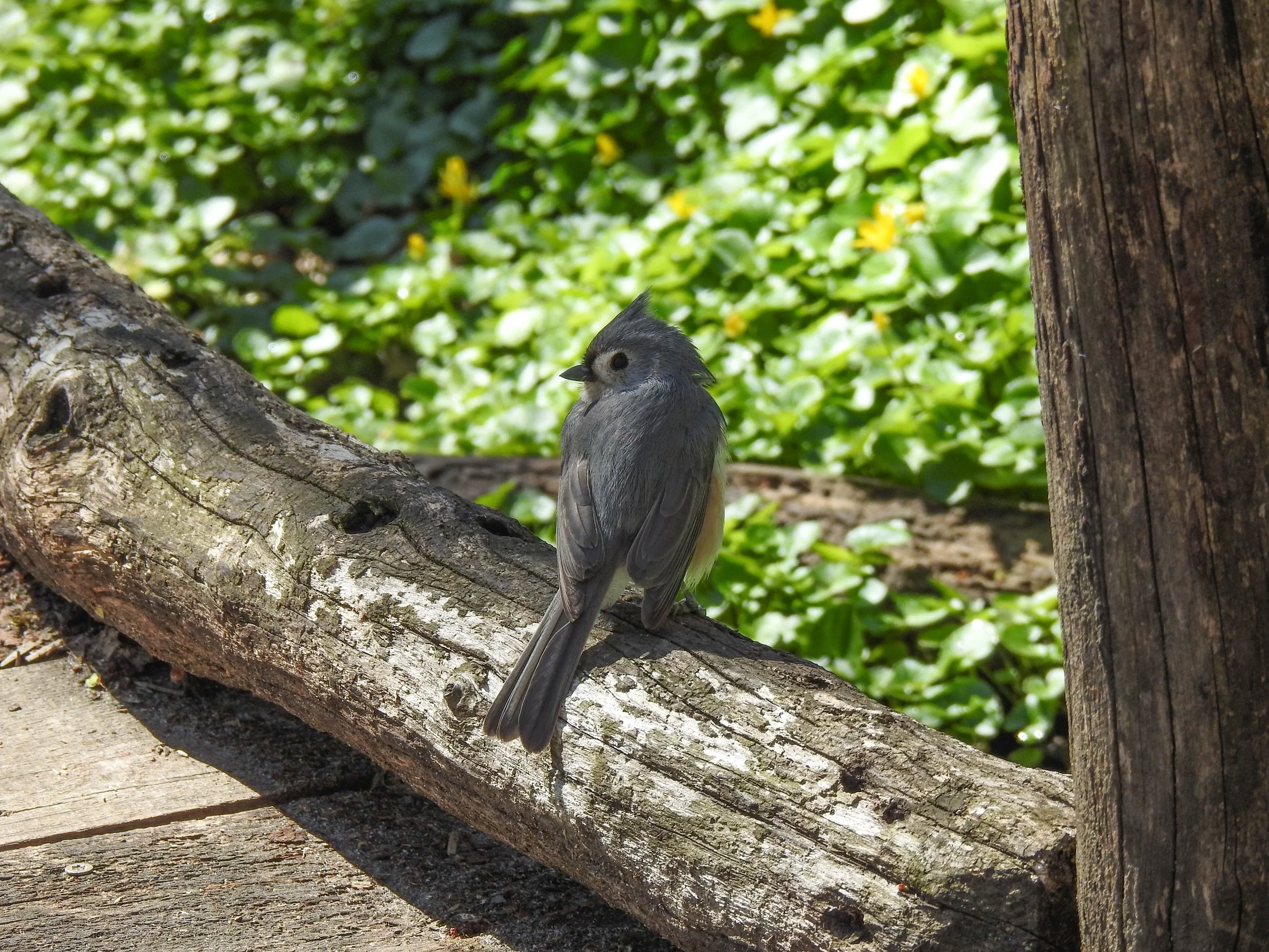 Tufted Titmouse, Baeolophus bicolor