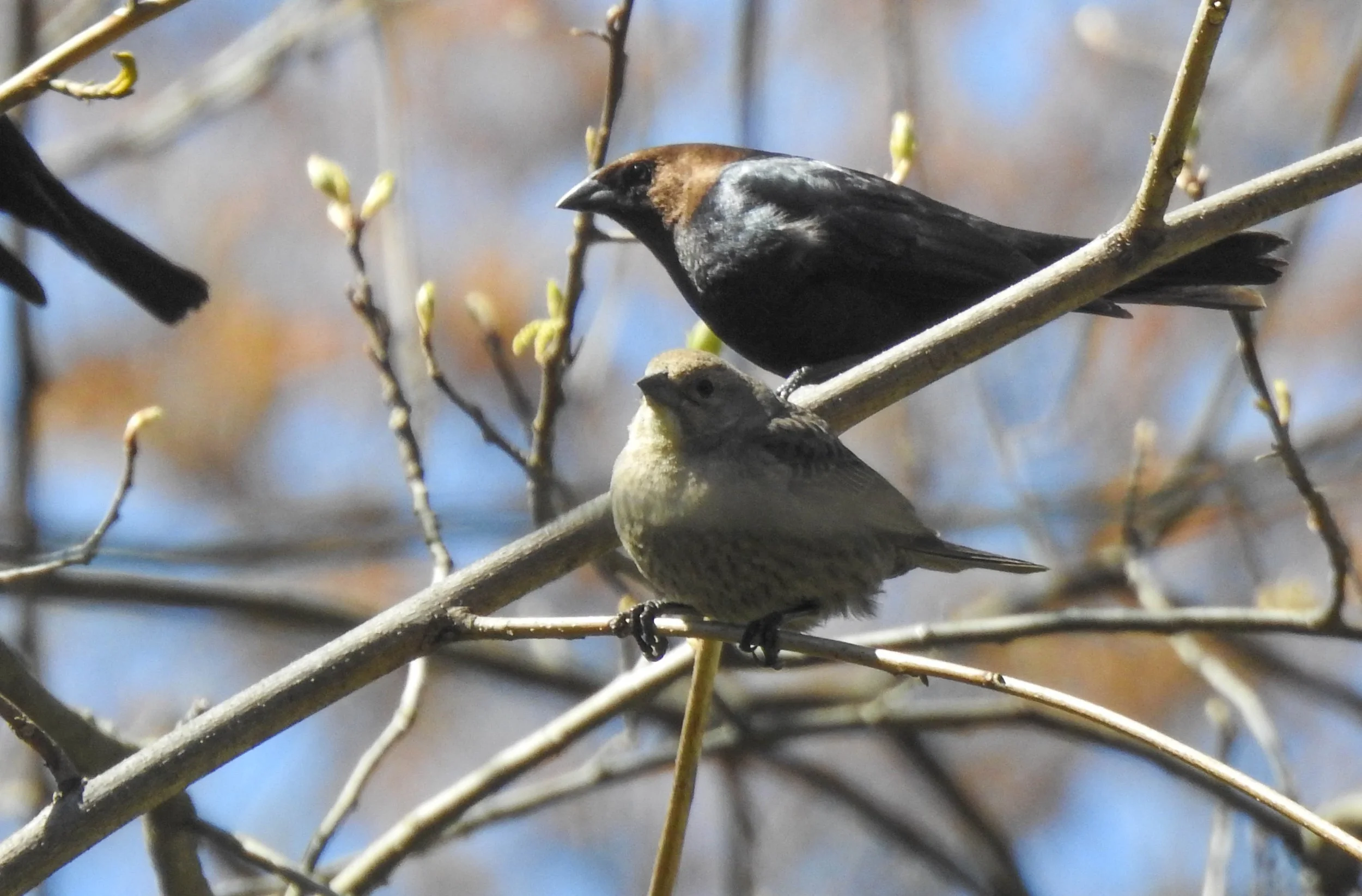 Brown-headed Cowbird, Molothrus ater