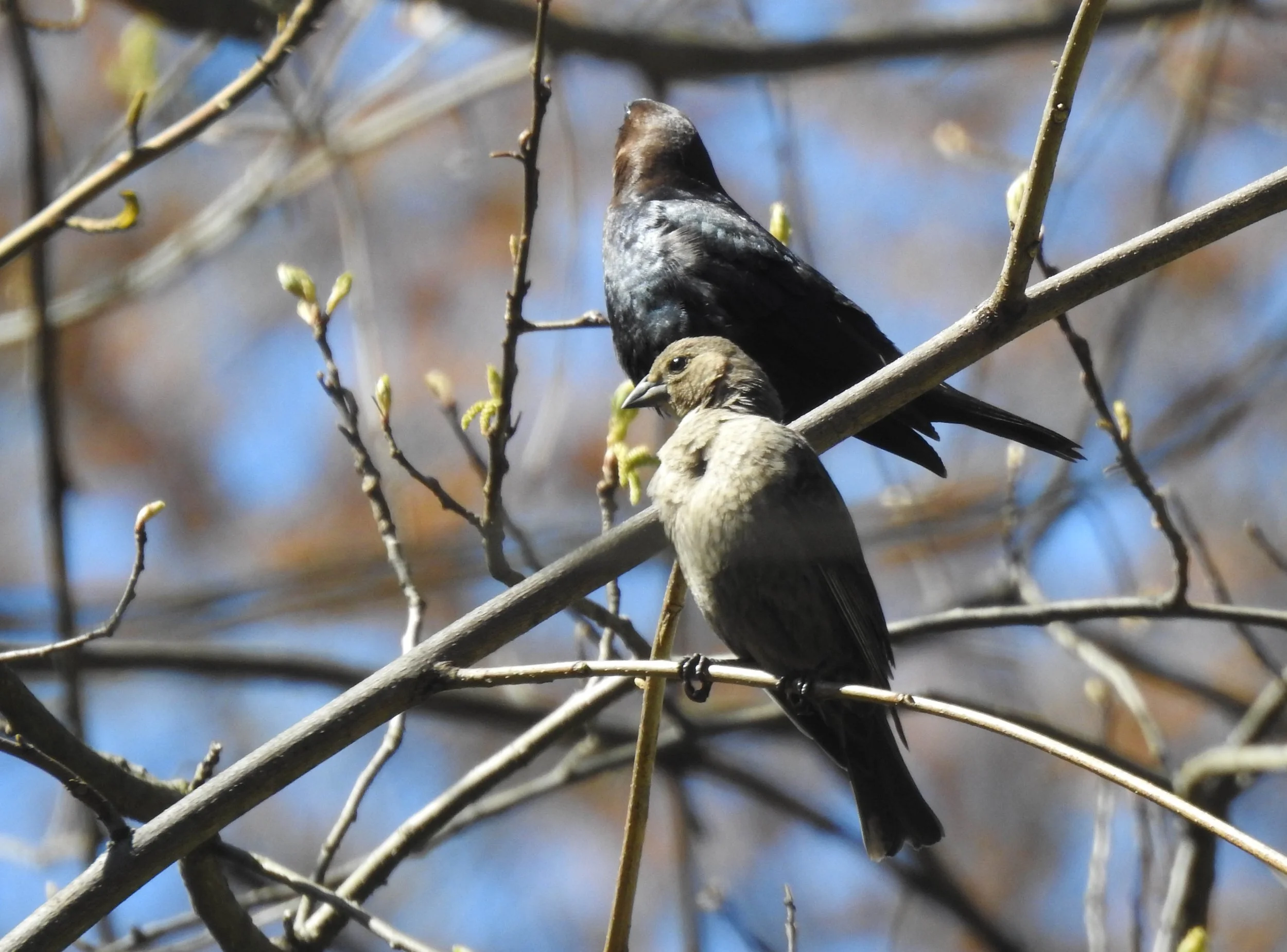 Brown-headed Cowbird, Molothrus ater
