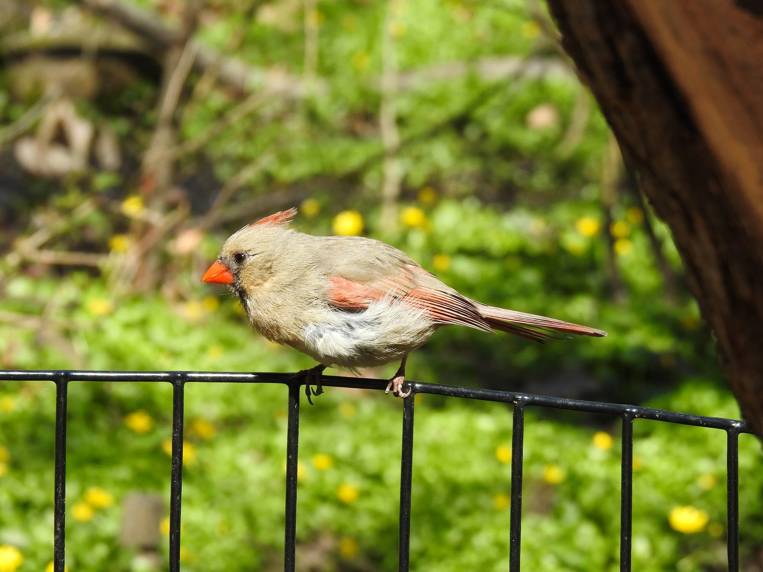 Northern Cardinal, Cardinalis cardinalis