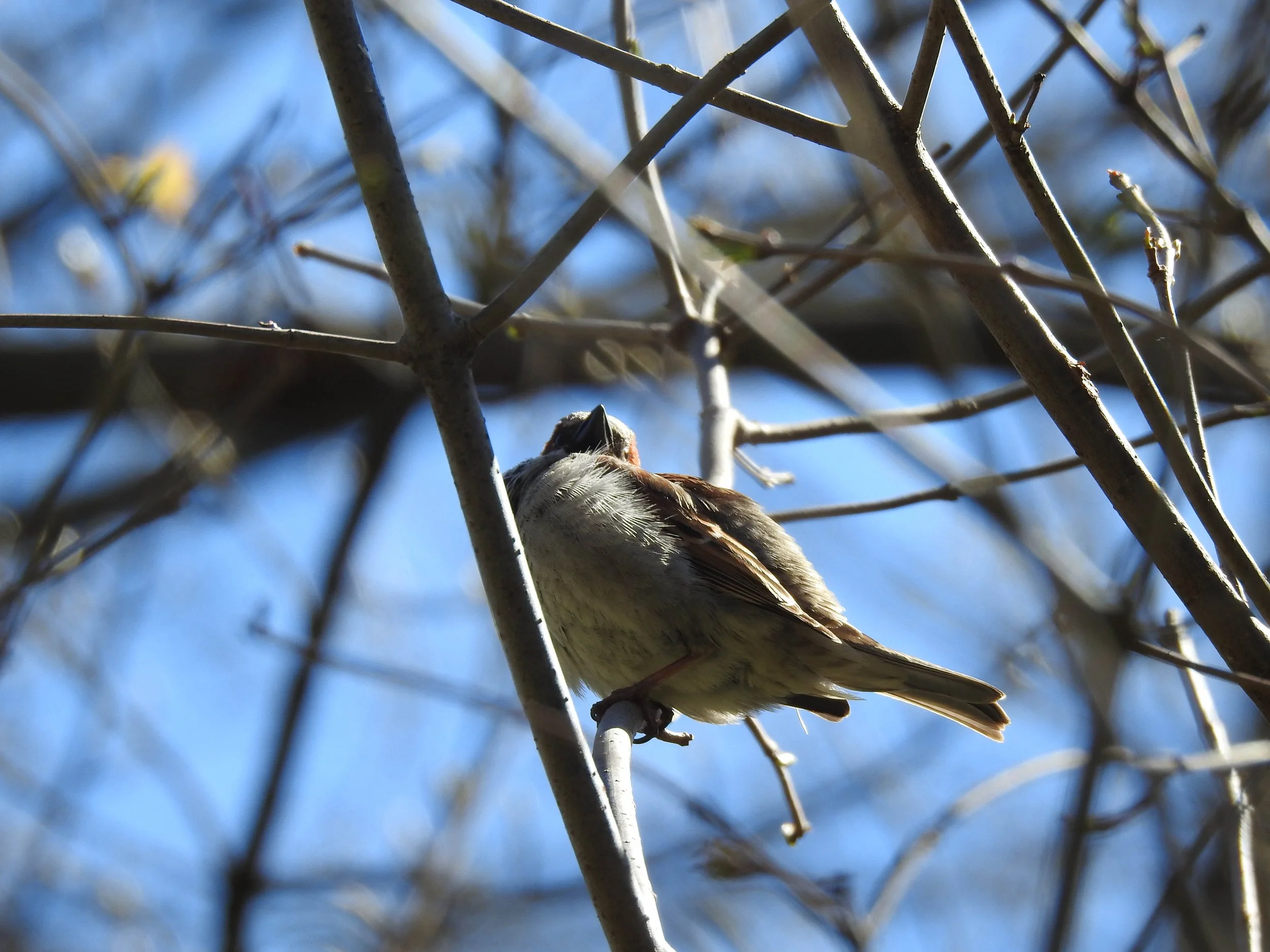House Sparrow, Passer domesticus