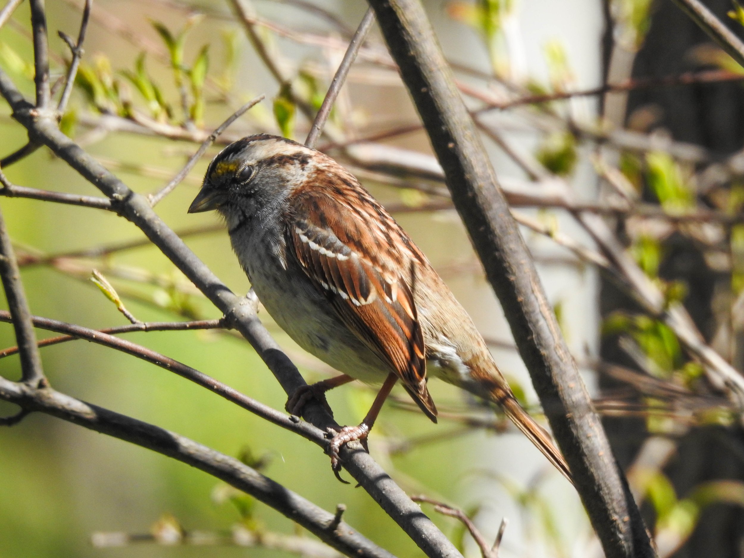 White-throated Sparrow, Zonotrichia albicollis