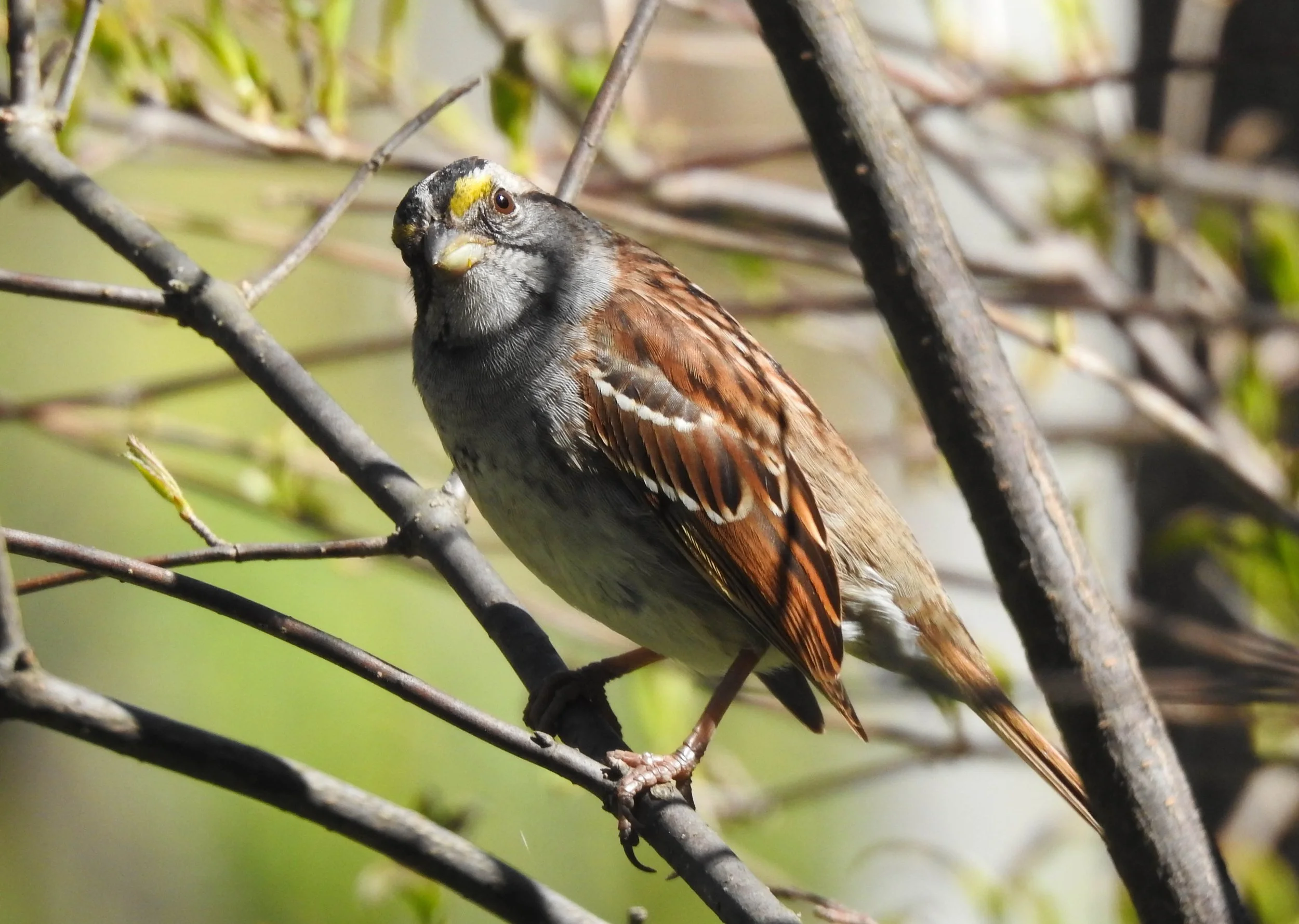 White-throated Sparrow, Zonotrichia albicollis