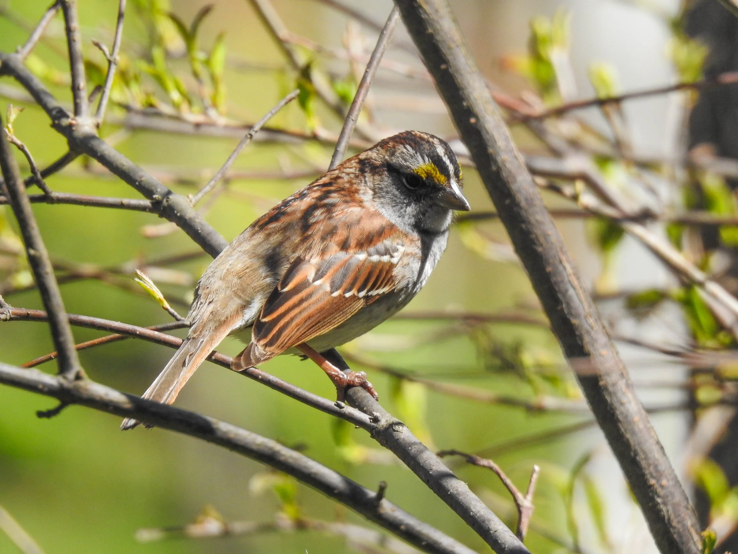 White-throated Sparrow, Zonotrichia albicollis