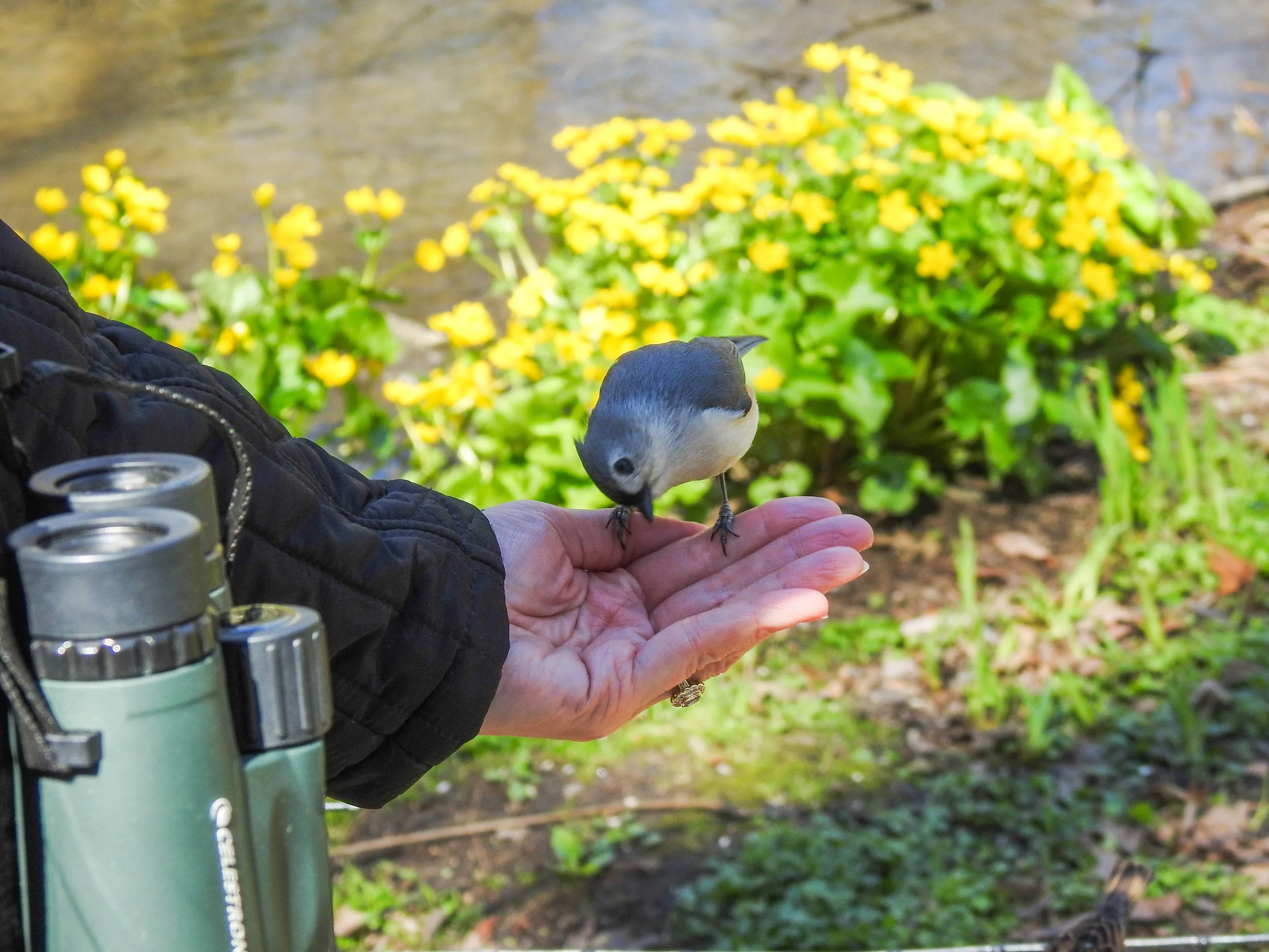 Birds will land in your hand hoping you have a treat, which I did not.