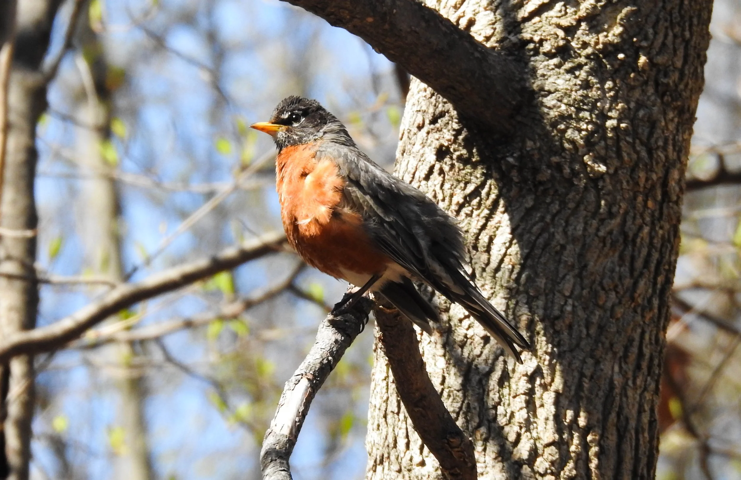 American Robin, Turdus migratorius