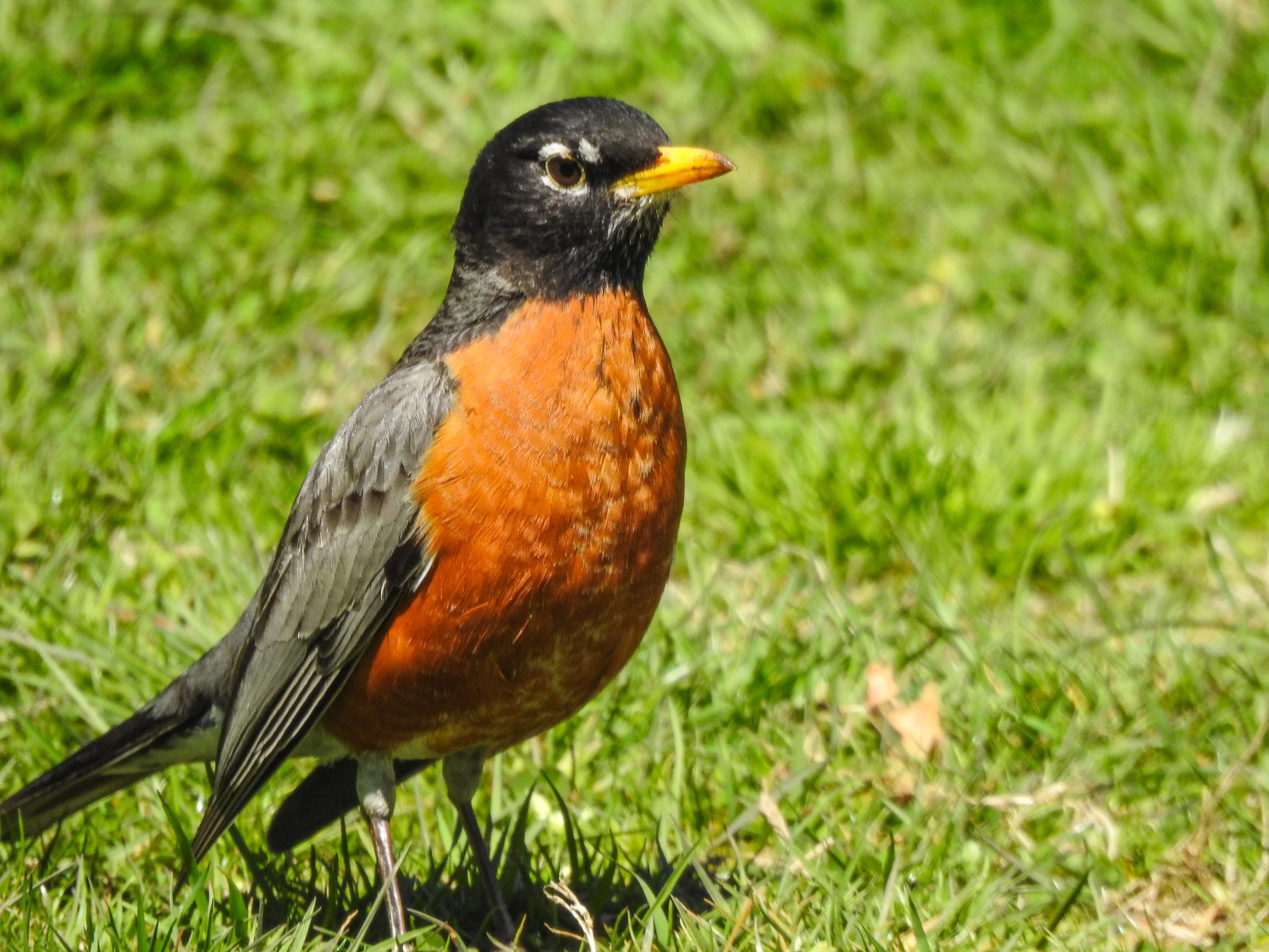 American Robin, Turdus migratorius