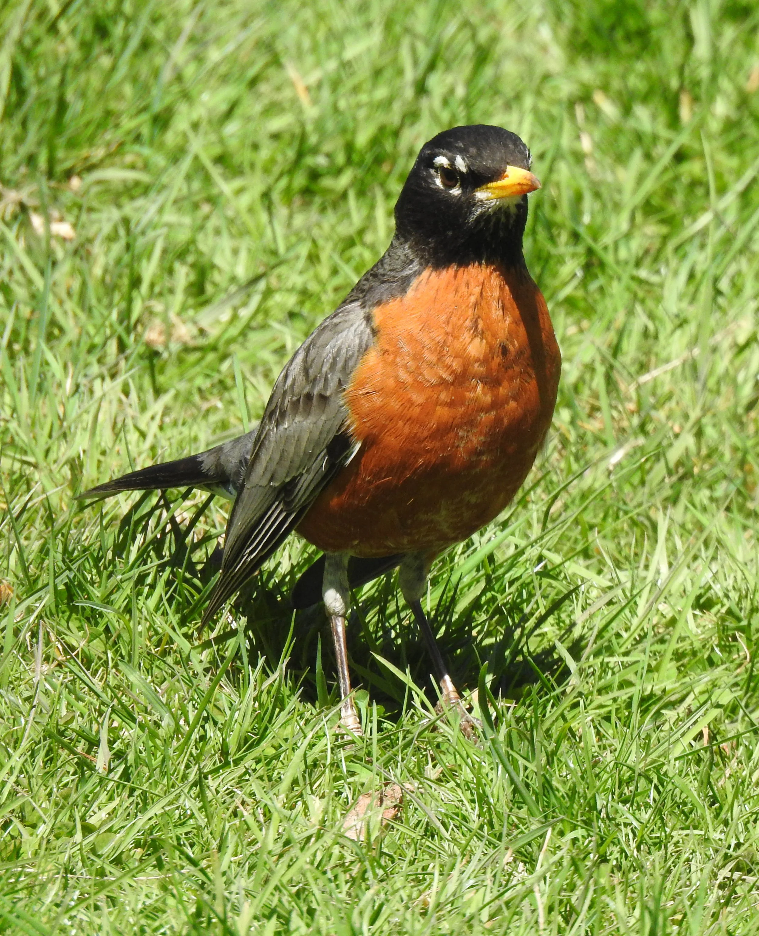 American Robin, Turdus migratorius