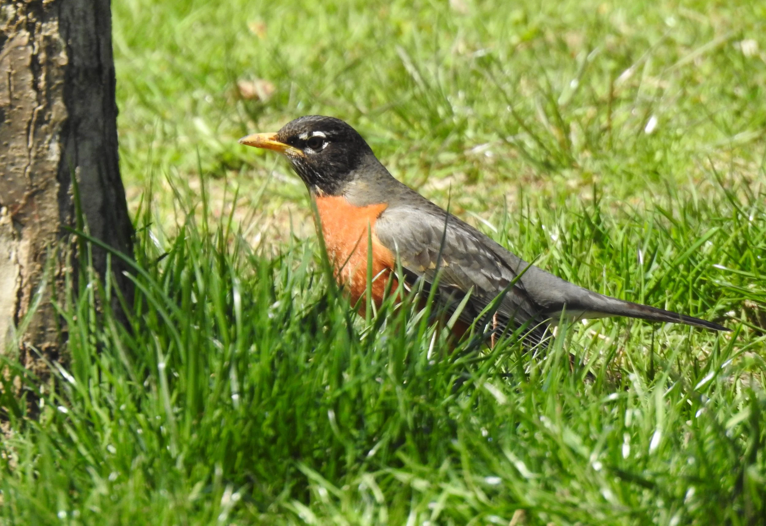 American Robin, Turdus migratorius