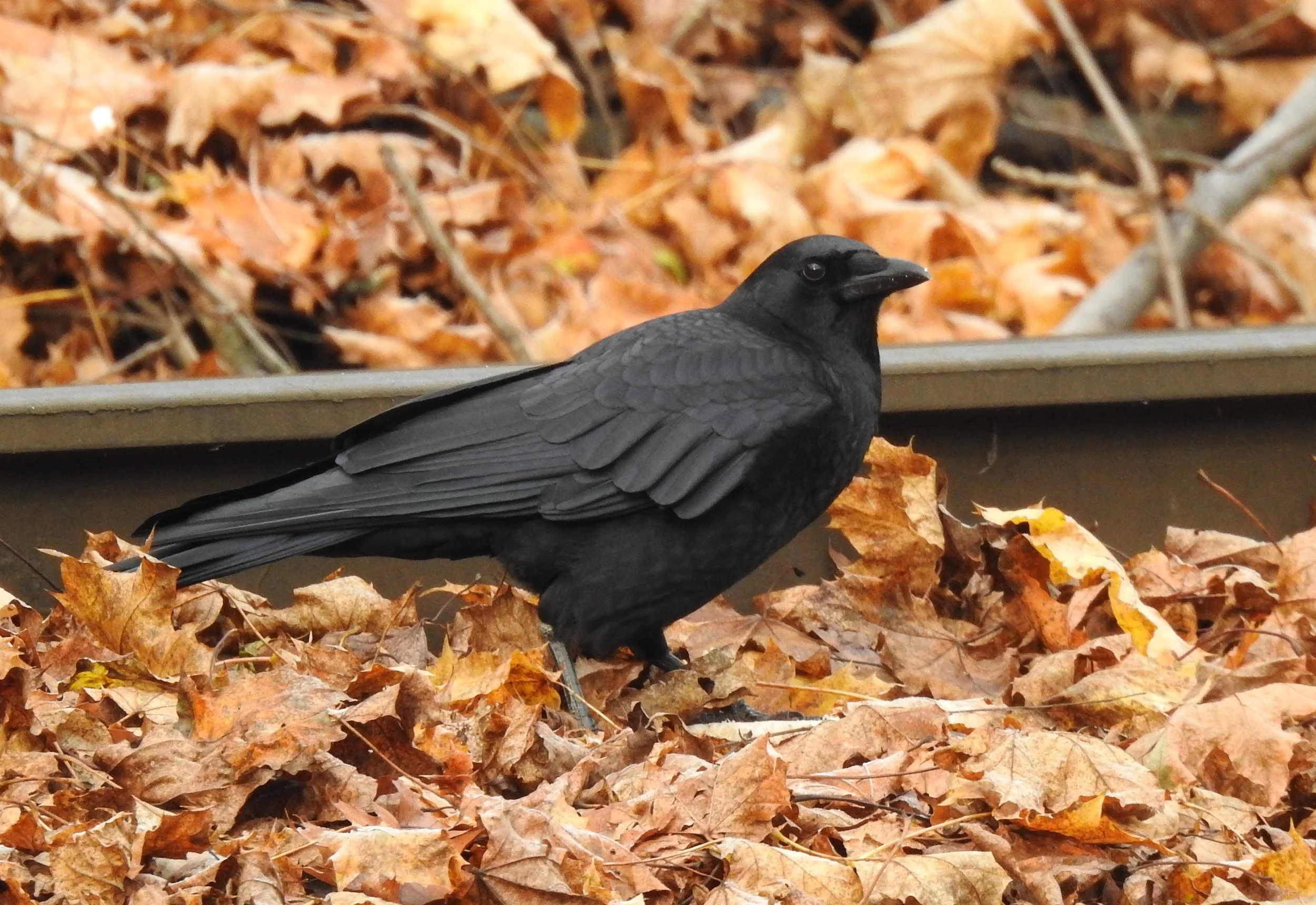 american-crow_50621135072_o.jpg