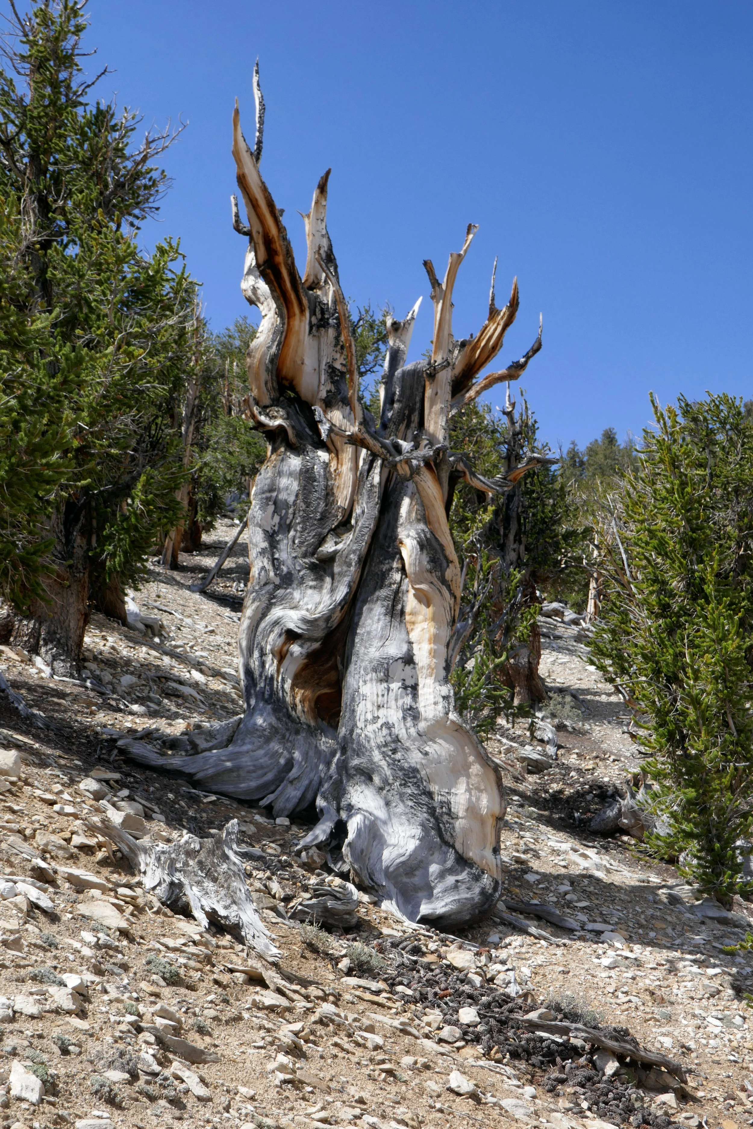ancient-bristlecone-forest_29708426568_o.jpg