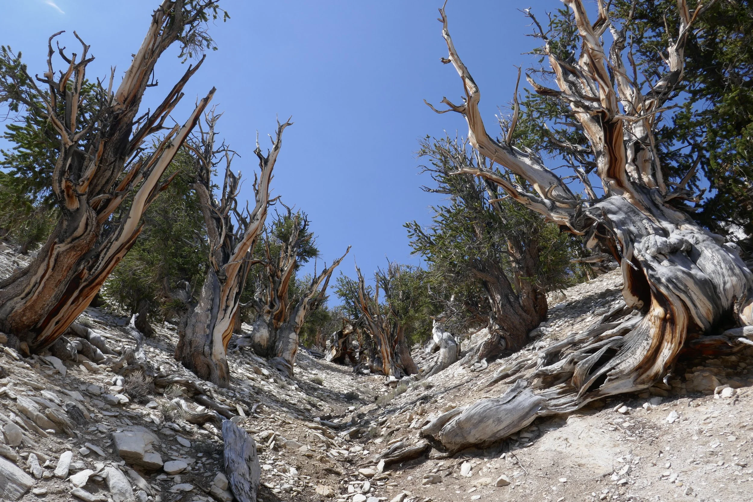 ancient-bristlecone-forest_42861416314_o.jpg