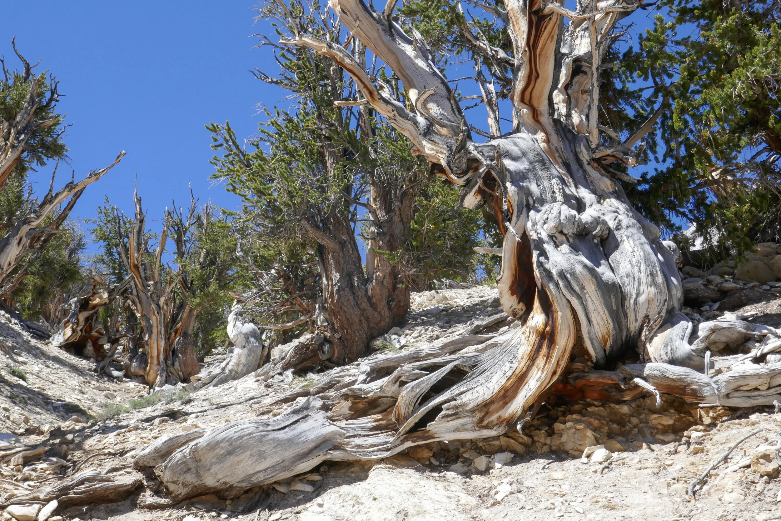 ancient-bristlecone-forest_48324933897_o.jpg