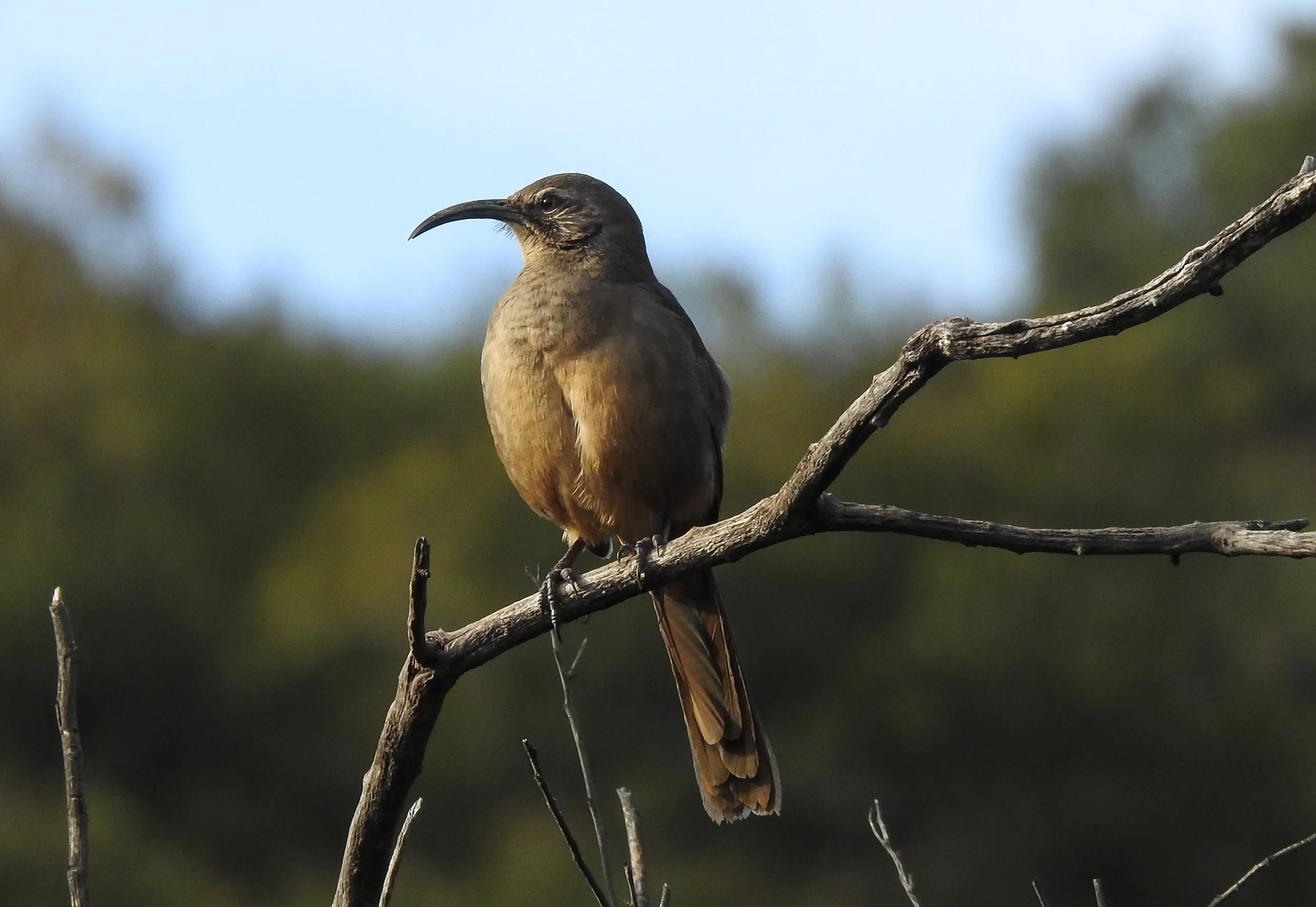 california-thrasher_49294402278_o.jpg