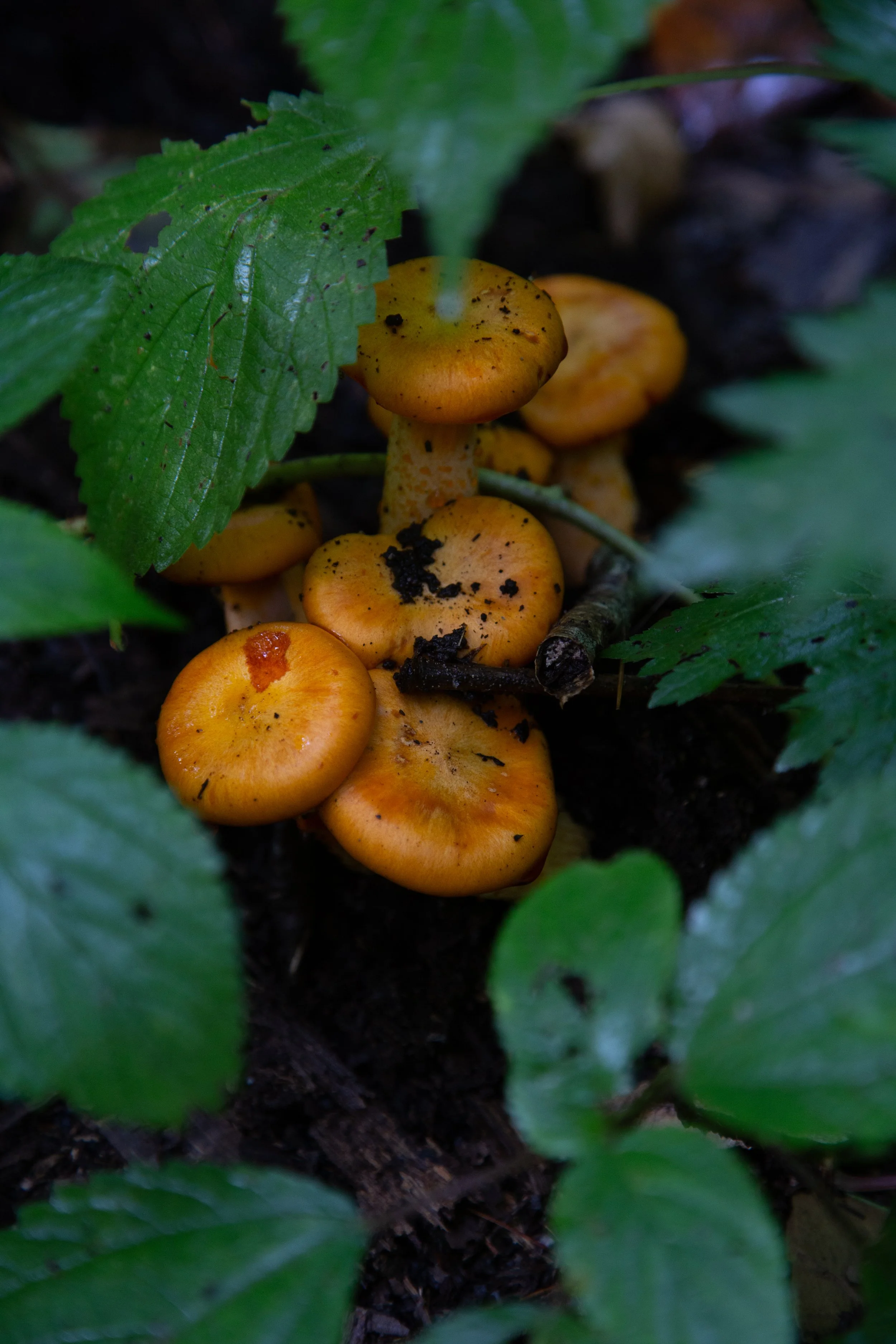 jacobsburg-state-park-henrys-woods-and-hazard-trail_50275689723_o.jpg