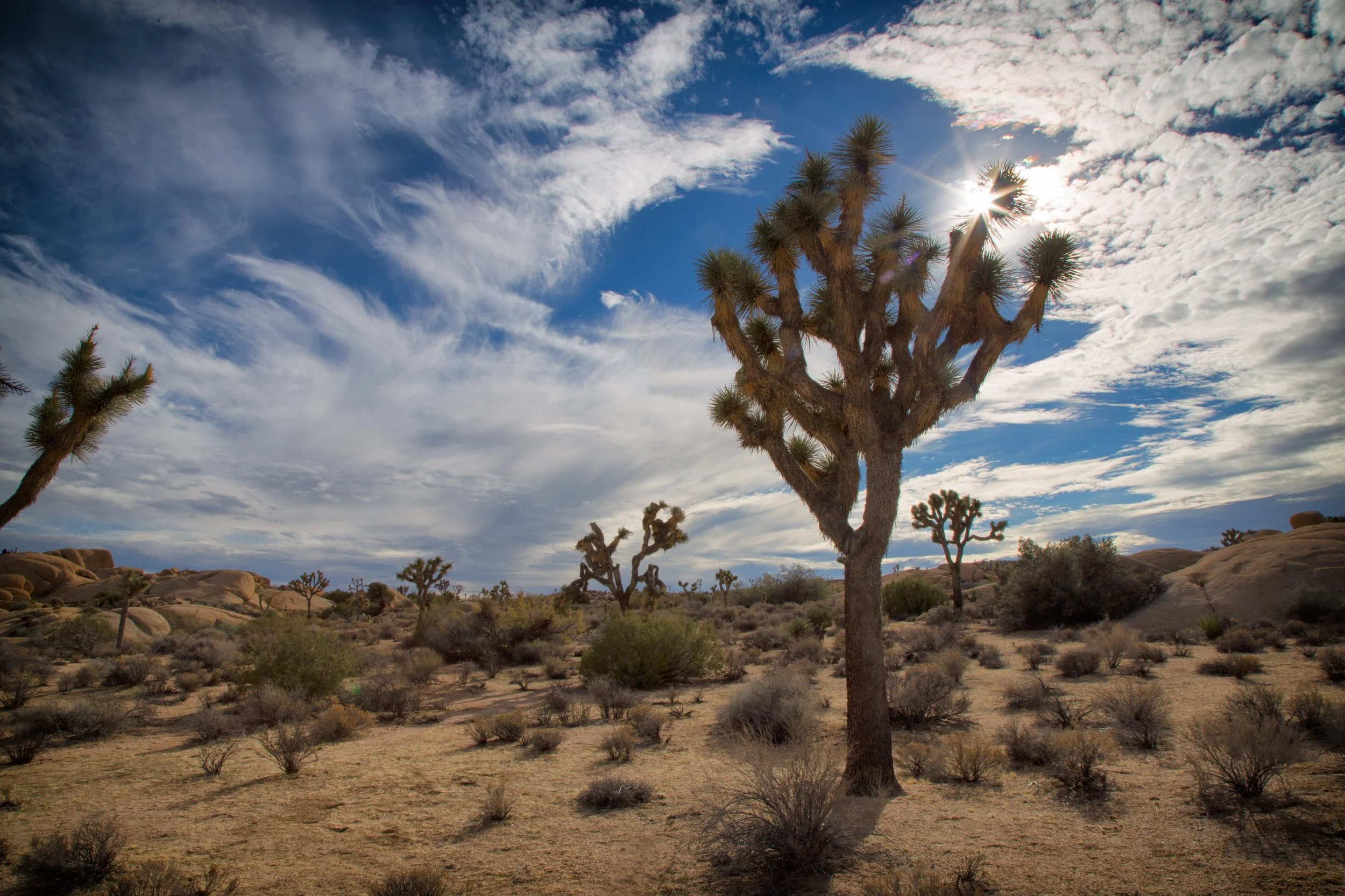 joshua-tree-national-park_31303821295_o.jpg