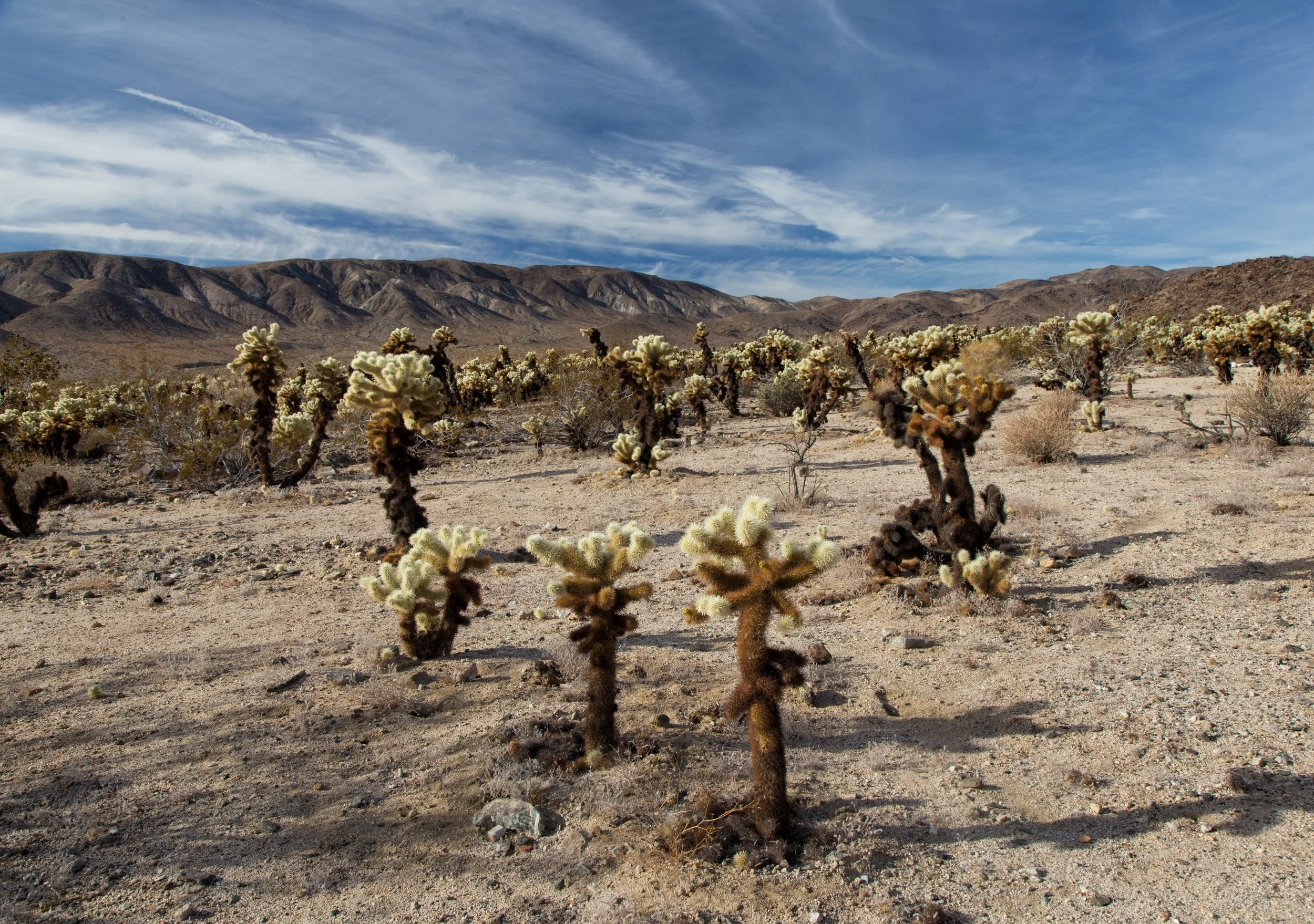 joshua-tree-national-park_39007980024_o.jpg