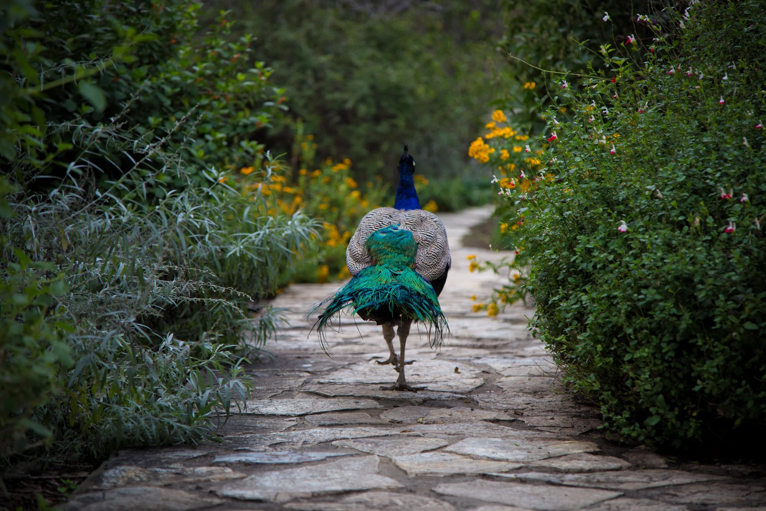 los-angeles-county-arboretum_30540437454_o.jpg