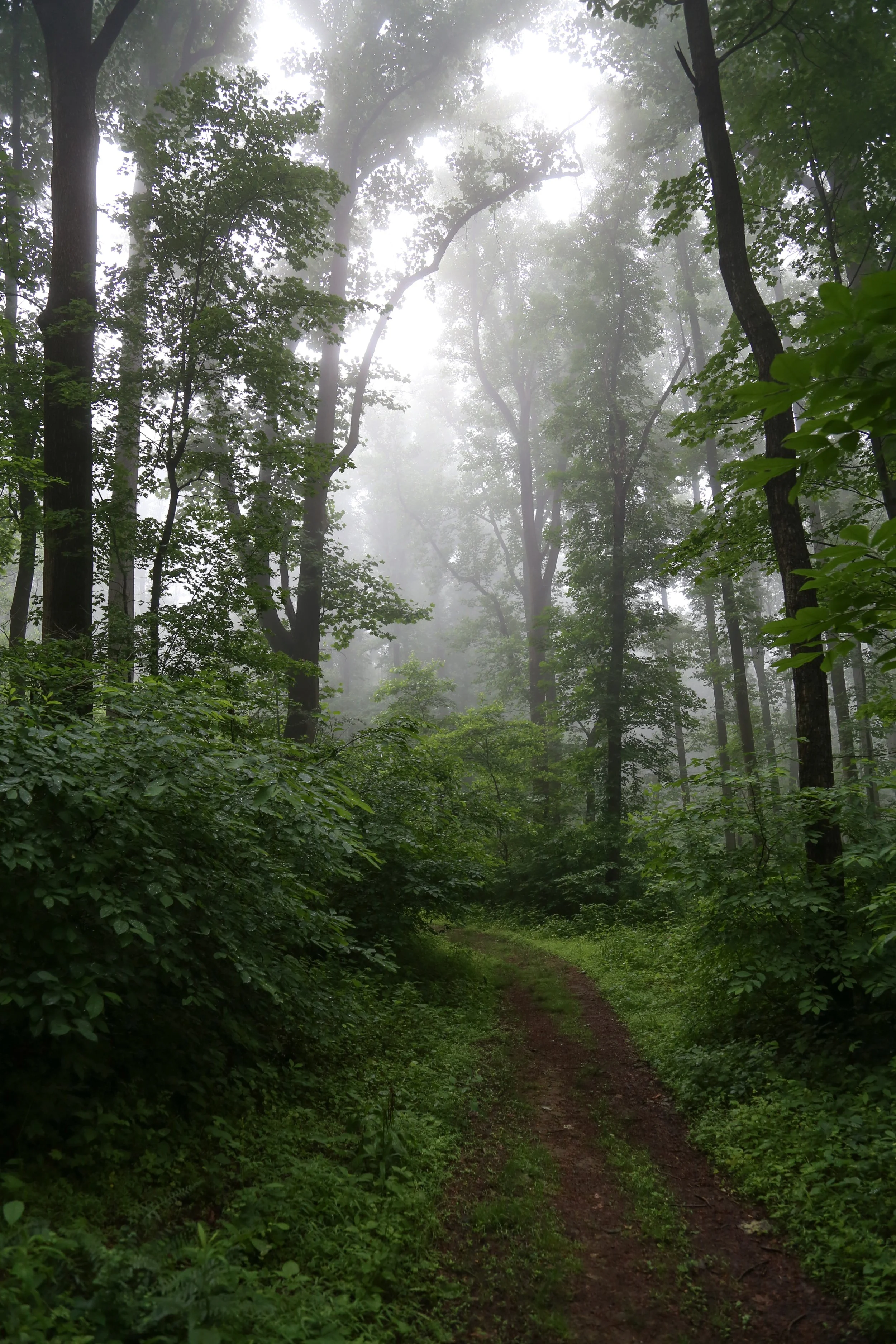 mariton-wildlife-sanctuary_52169575002_o.jpg