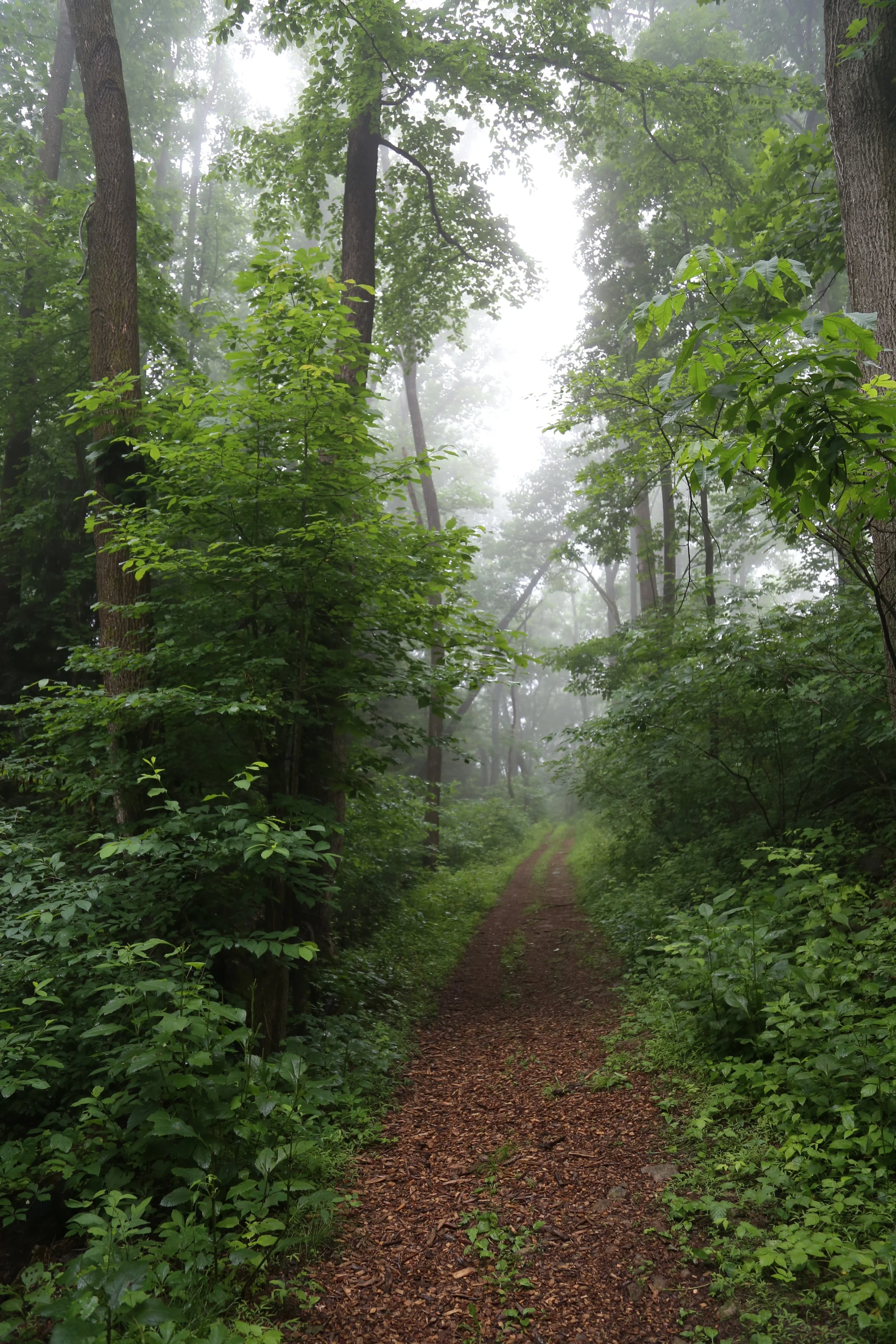 mariton-wildlife-sanctuary_52170838944_o.jpg