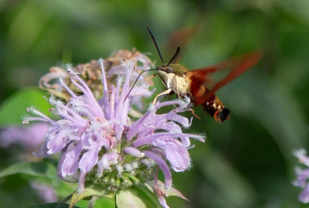 mariton-wildlife-sanctuary-clearwing-hummingbird-moth_50155866936_o.jpg