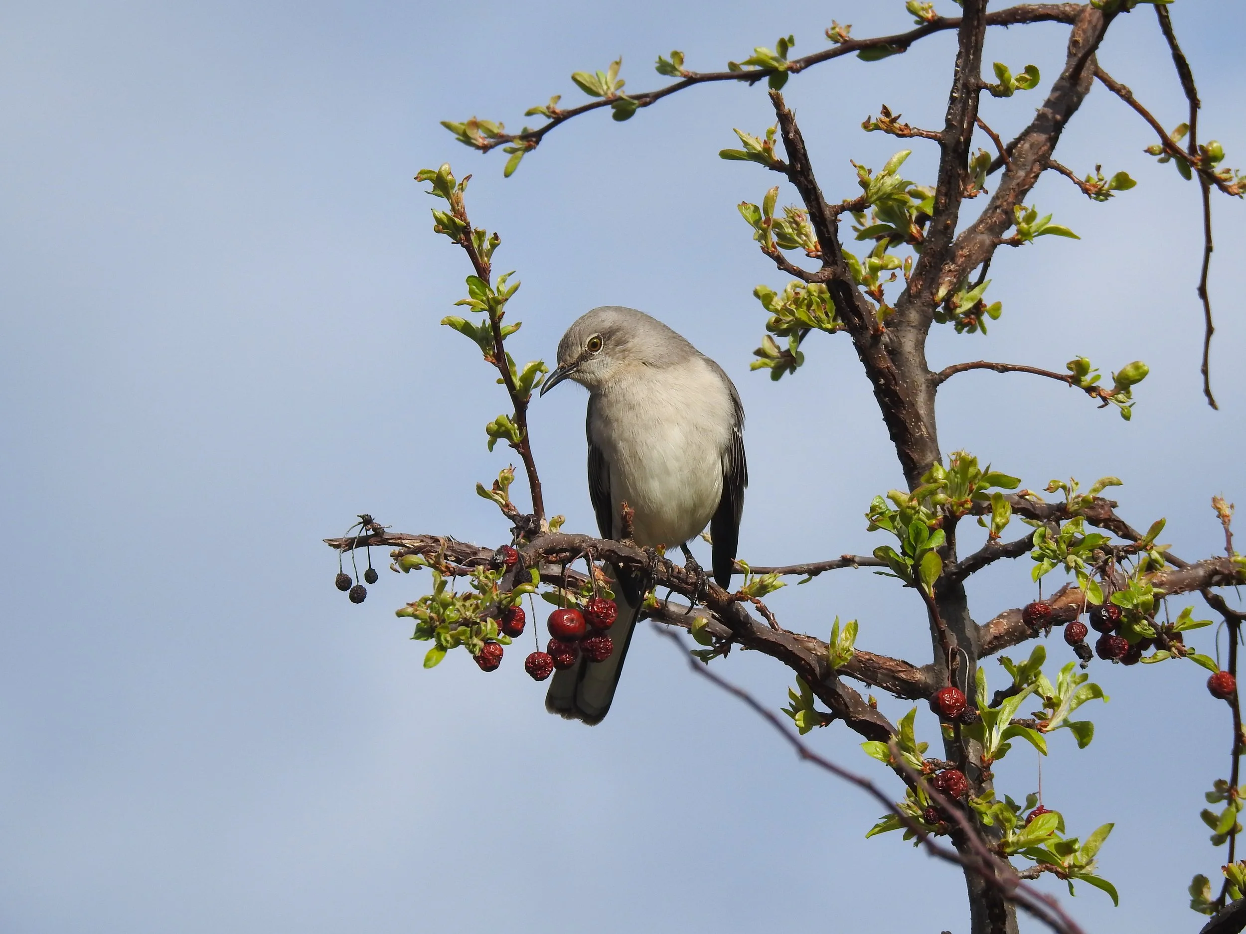 mocking-bird_52003131061_o.jpg