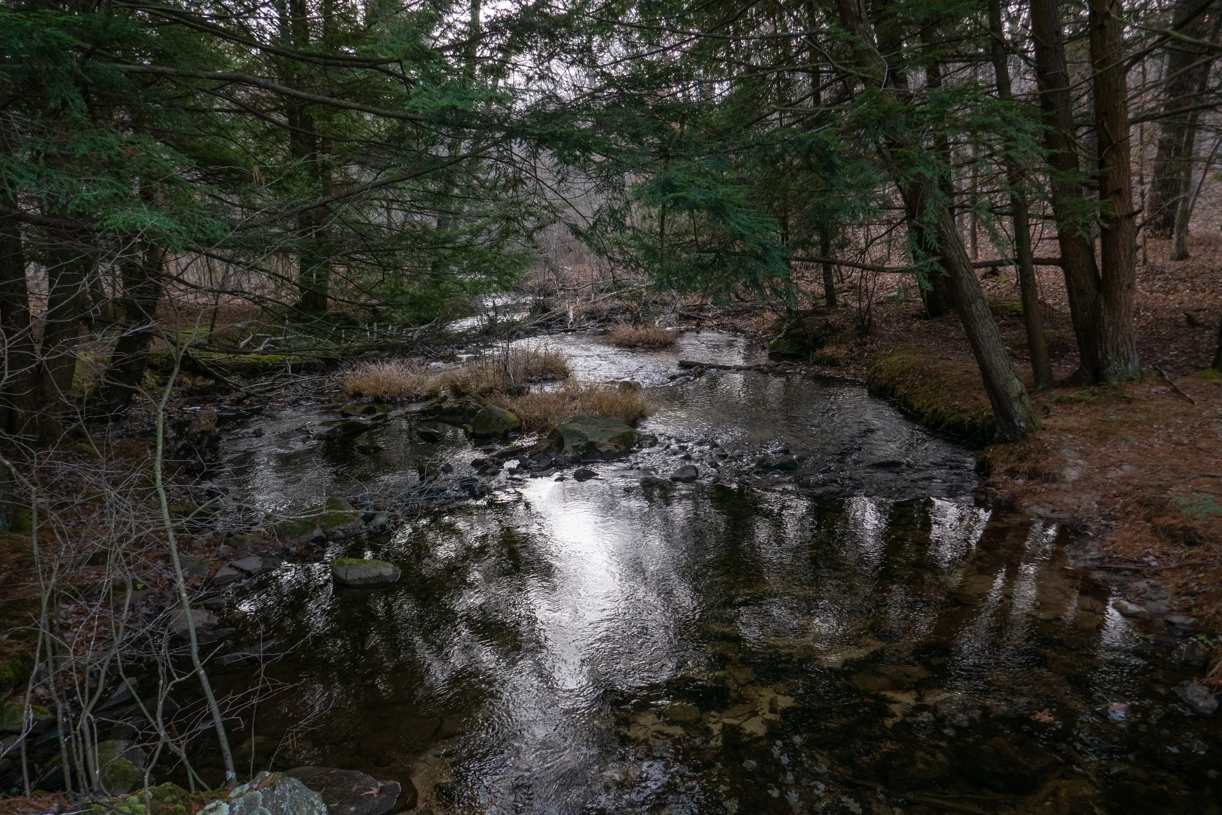nescopeck-state-park-creekside-trail-nescopeck-trail-woodland-way-trail-hill-trail-lake-trail_50606492461_o.jpg