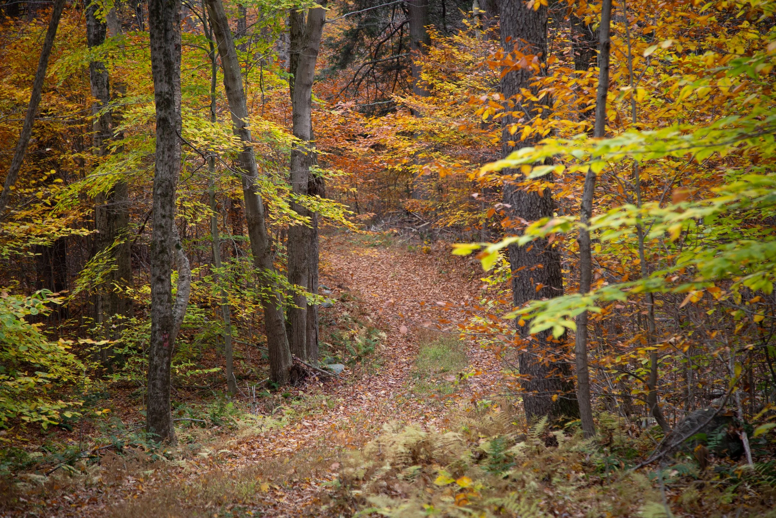 promised-land-state-park_50522180526_o.jpg