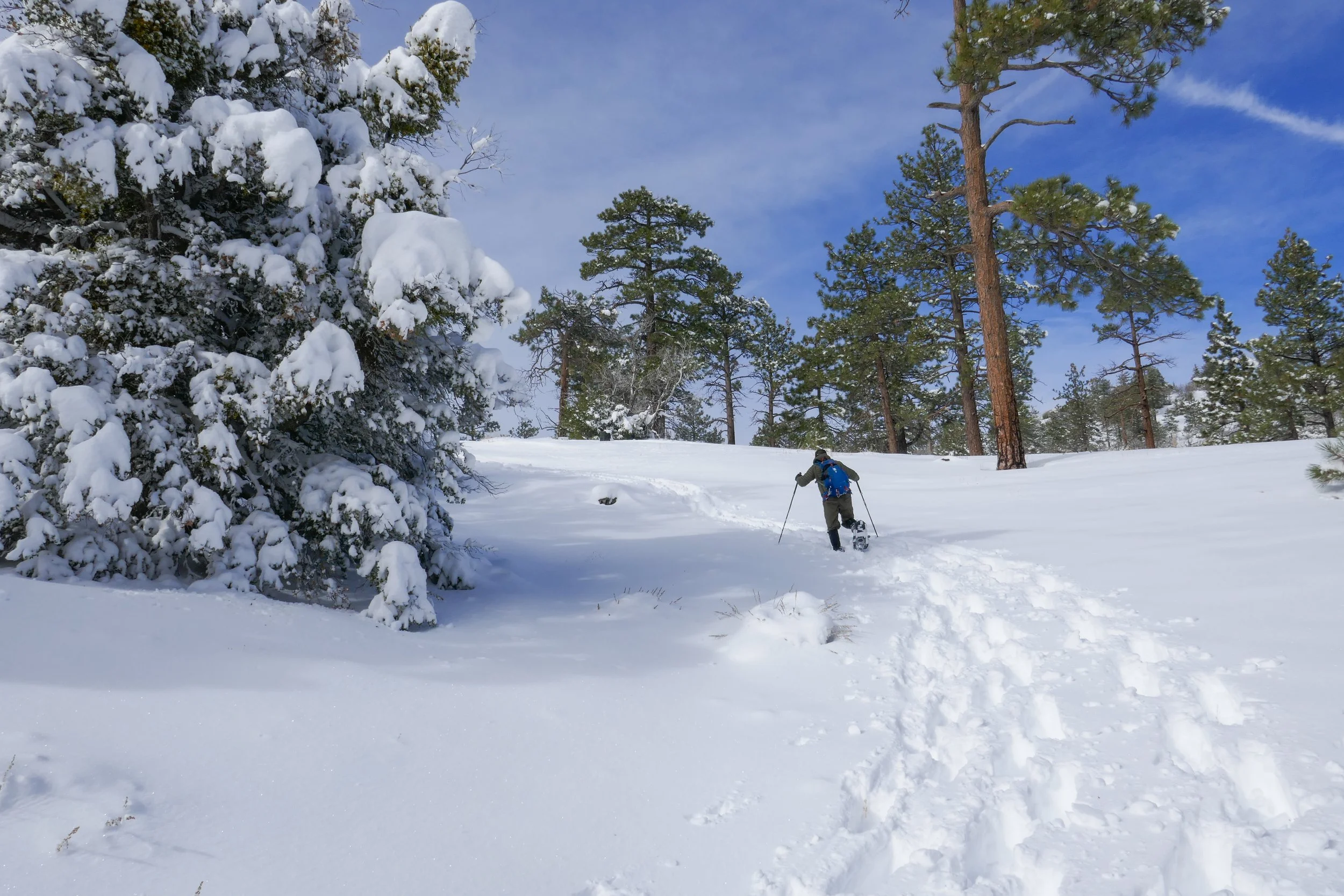 snowshoeing-angeles-national-forest-around-john-henge-rocks_49153980238_o.jpg