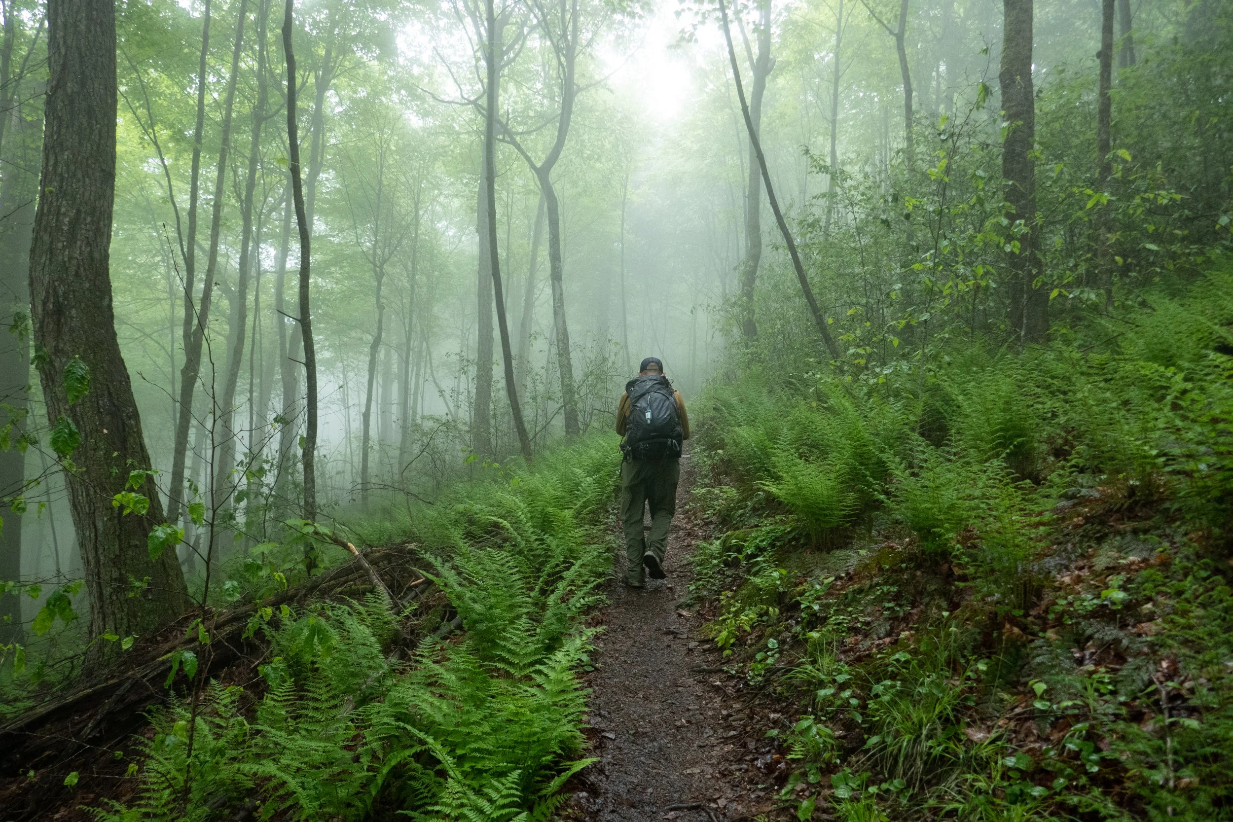 world-end-state-park-loyalsock-state-forest-canyon-vista-trail_53735133088_o.jpg