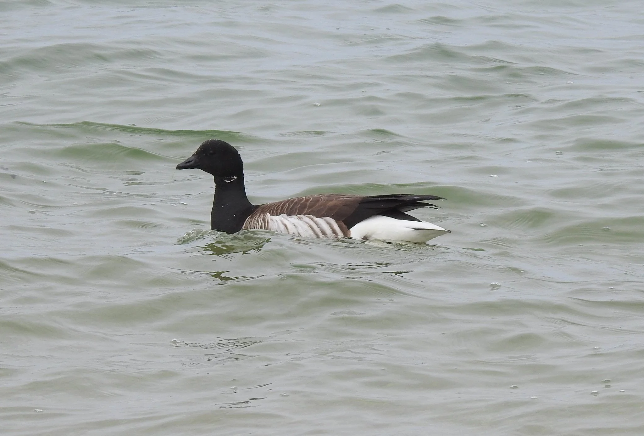 Sunken Meadow State Park, Long Island, NY