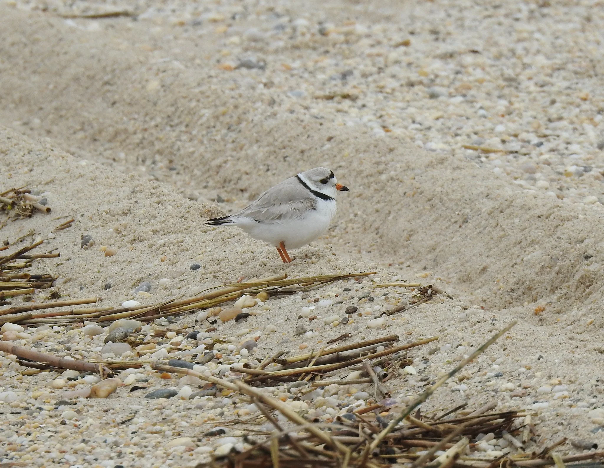 Sunken Meadow State Park, Long Island, NY
