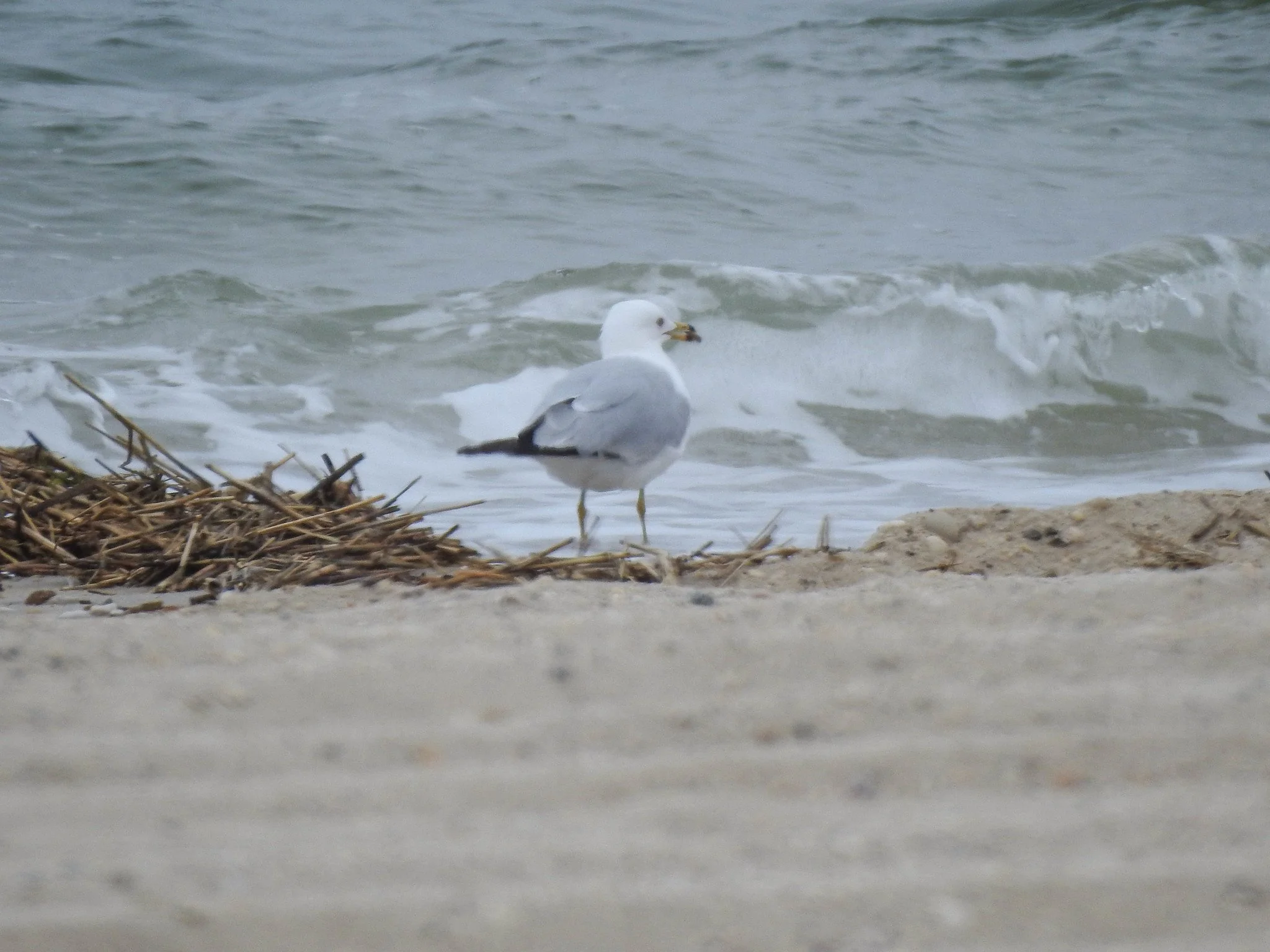 Sunken Meadow State Park, Long Island, NY