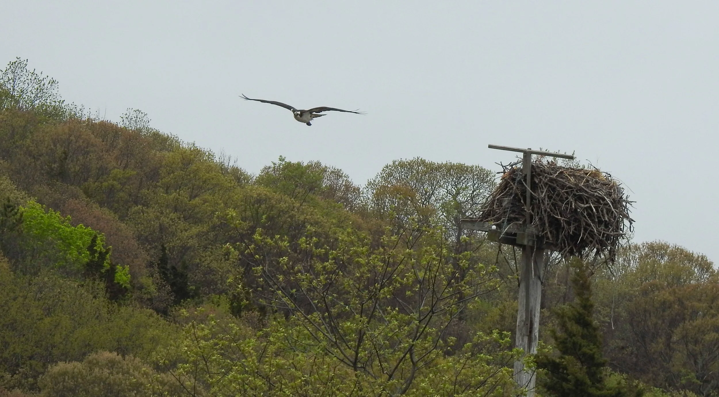 Osprey, Pandion haliaetus