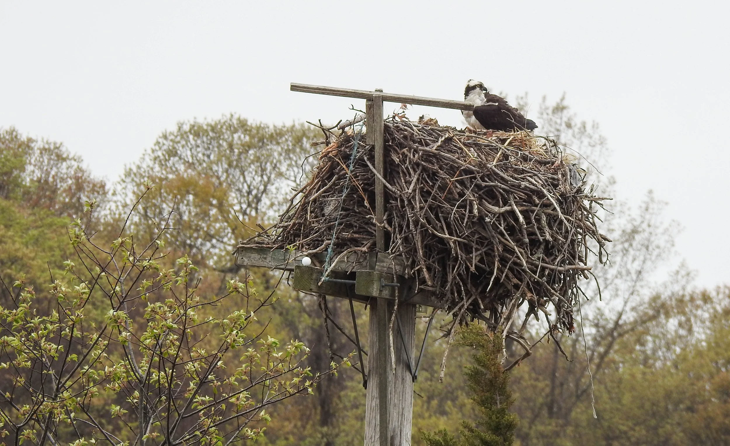 Osprey, Pandion haliaetus