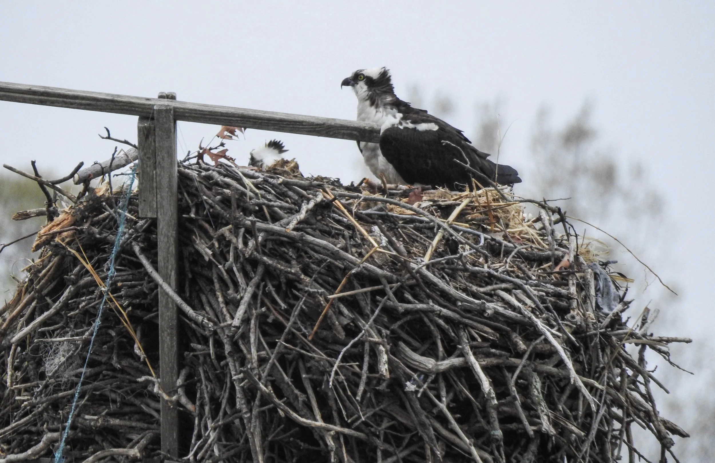 Osprey, Pandion haliaetus