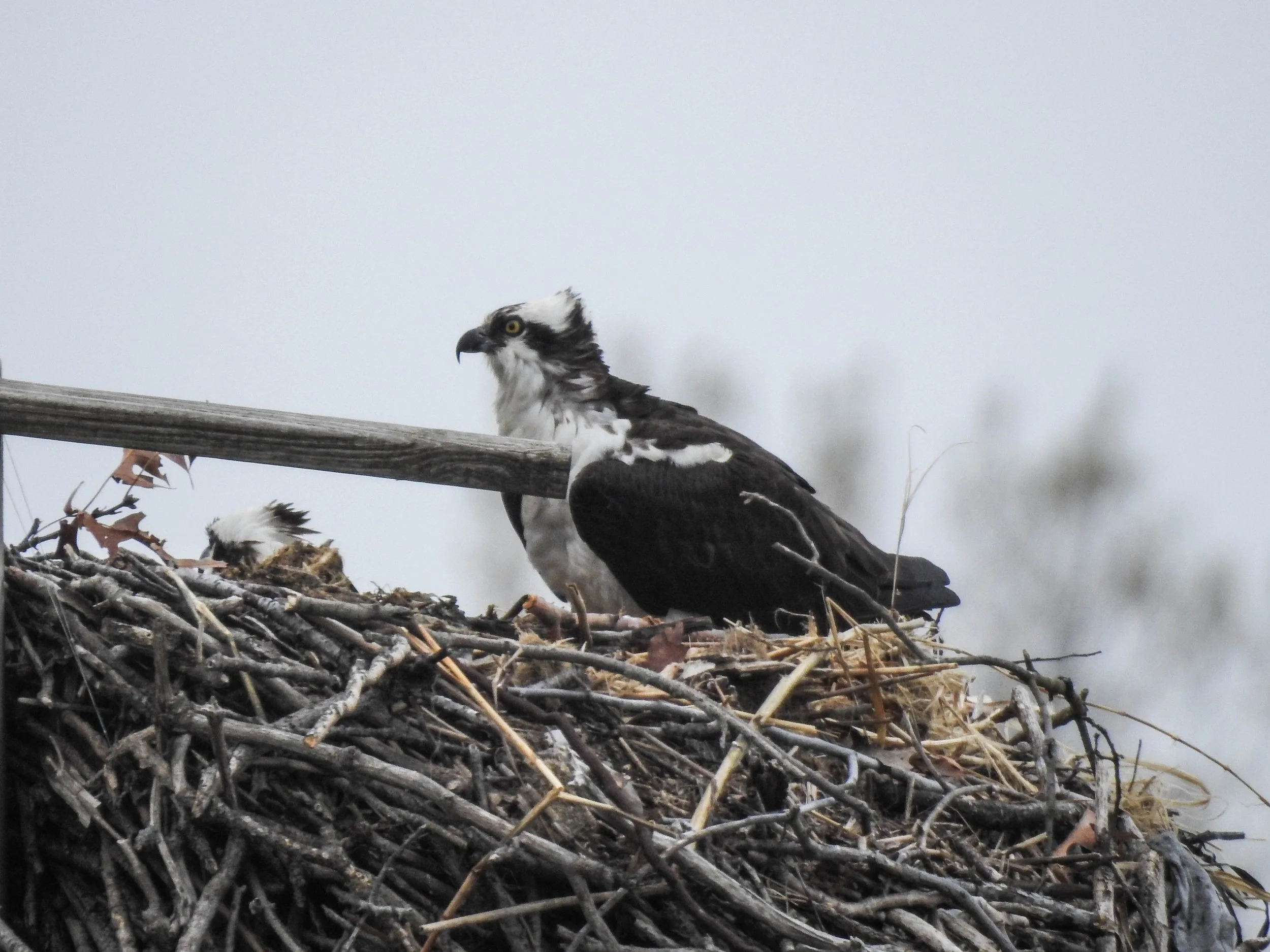 Osprey, Pandion haliaetus