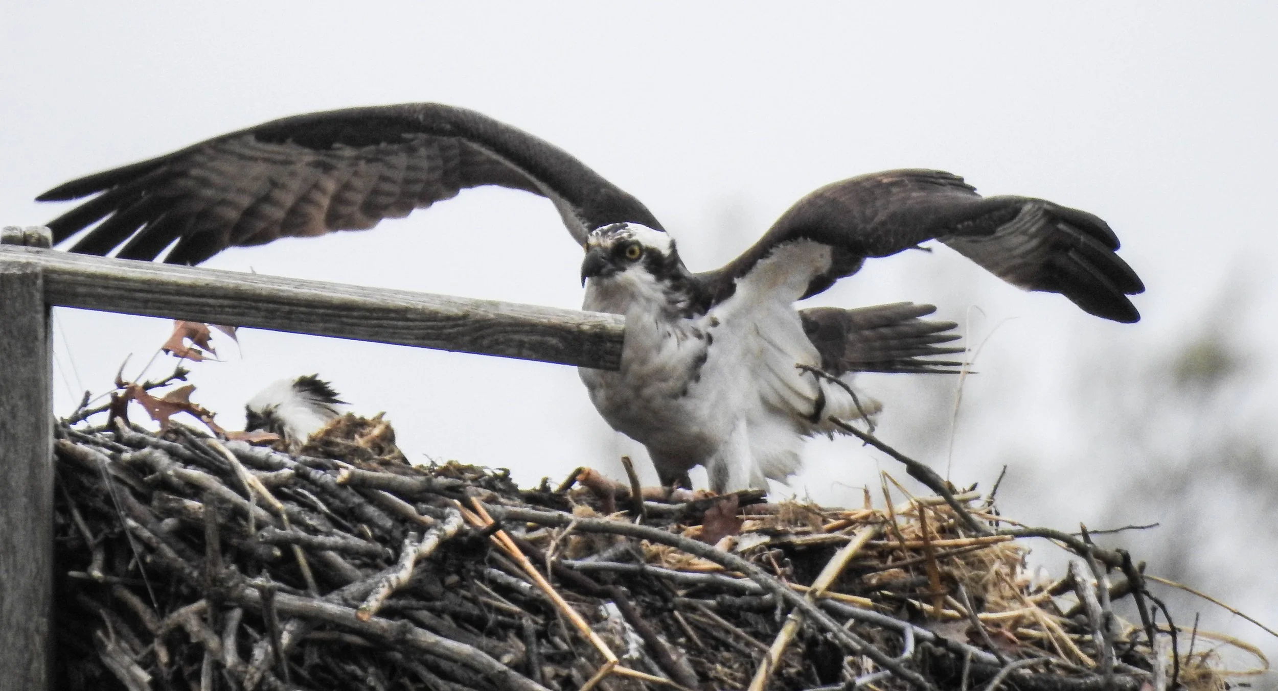 Osprey, Pandion haliaetus