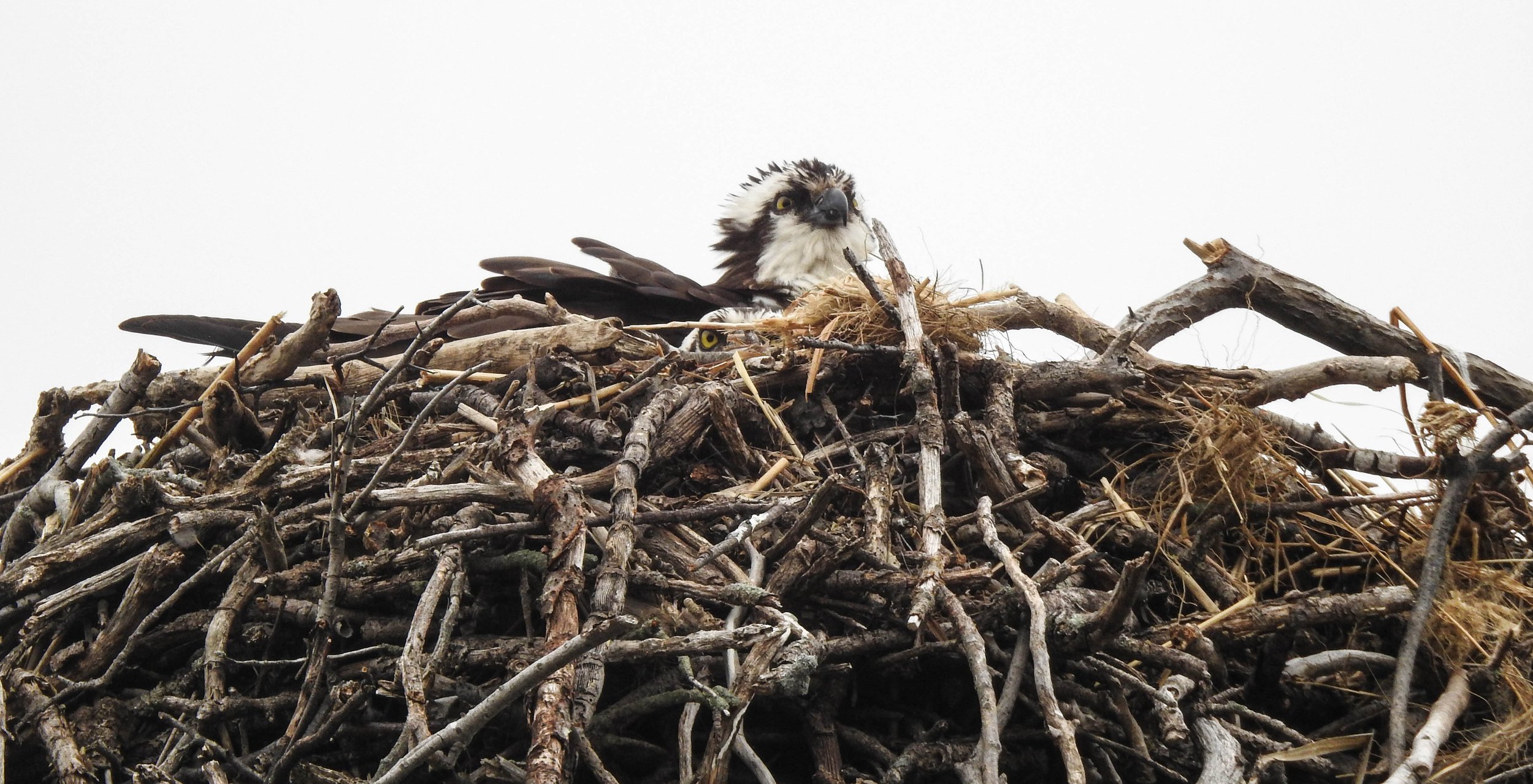 Osprey, Pandion haliaetus