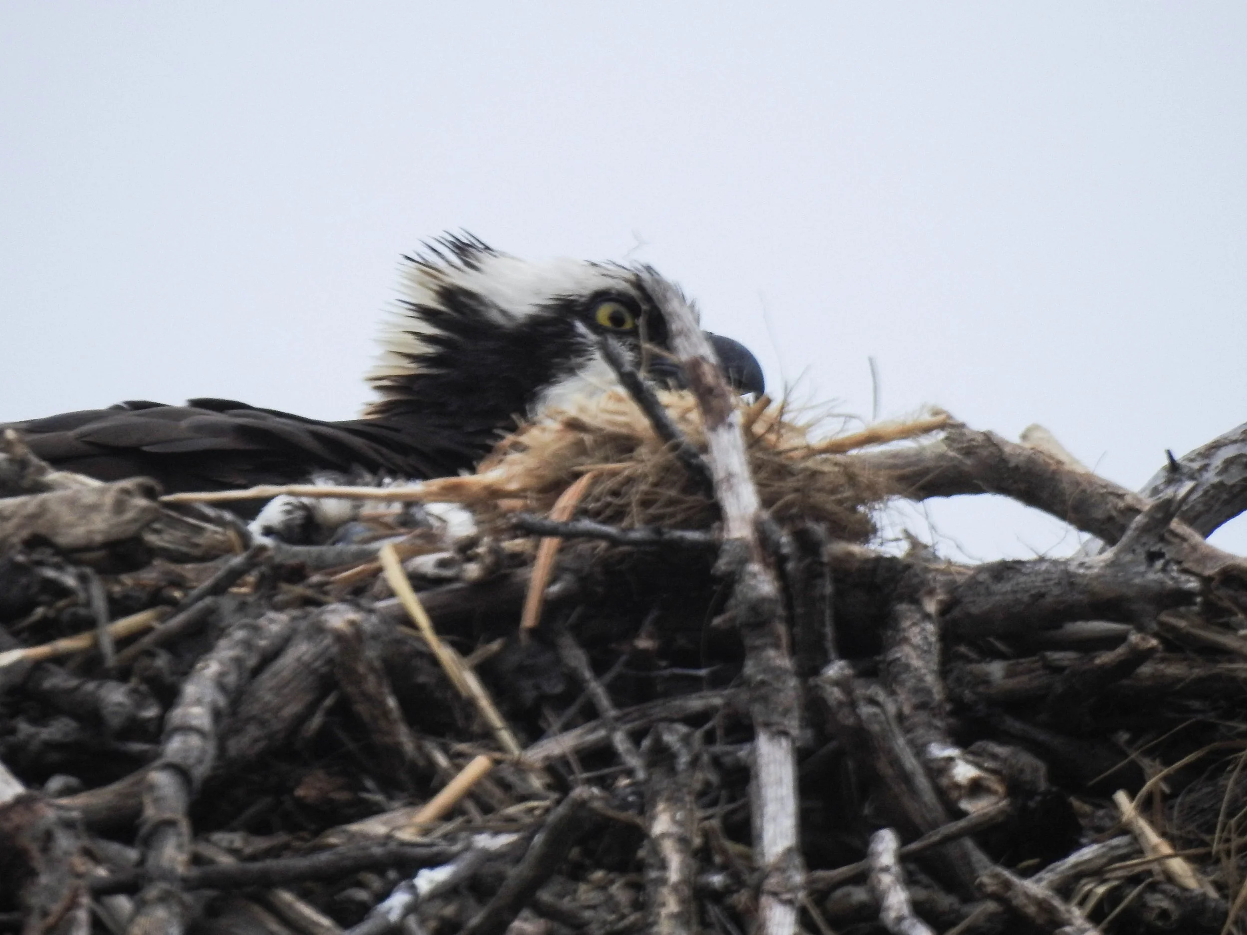 Osprey, Pandion haliaetus