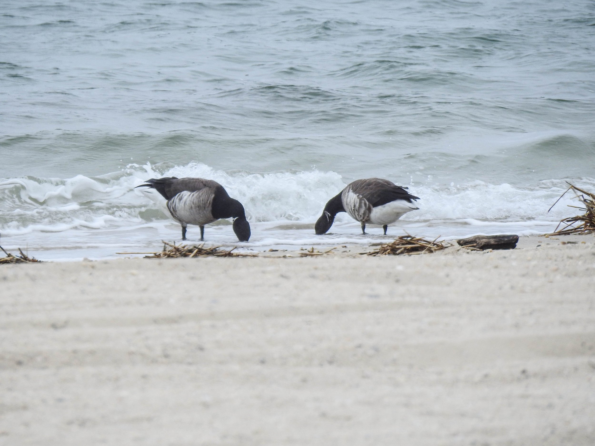 Brant, Branta bernicla