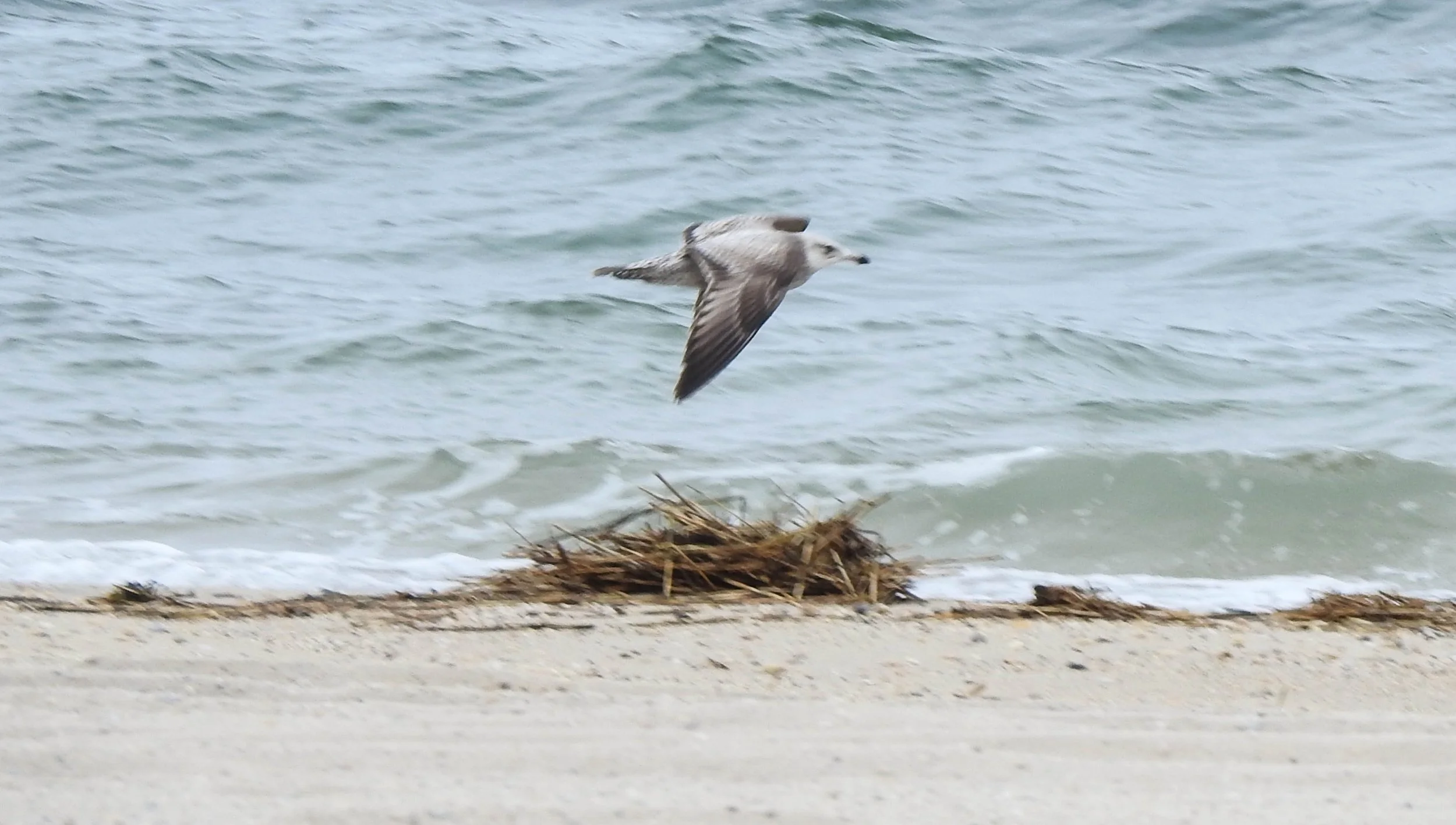 American Herring Gull, Larus smithsonianus